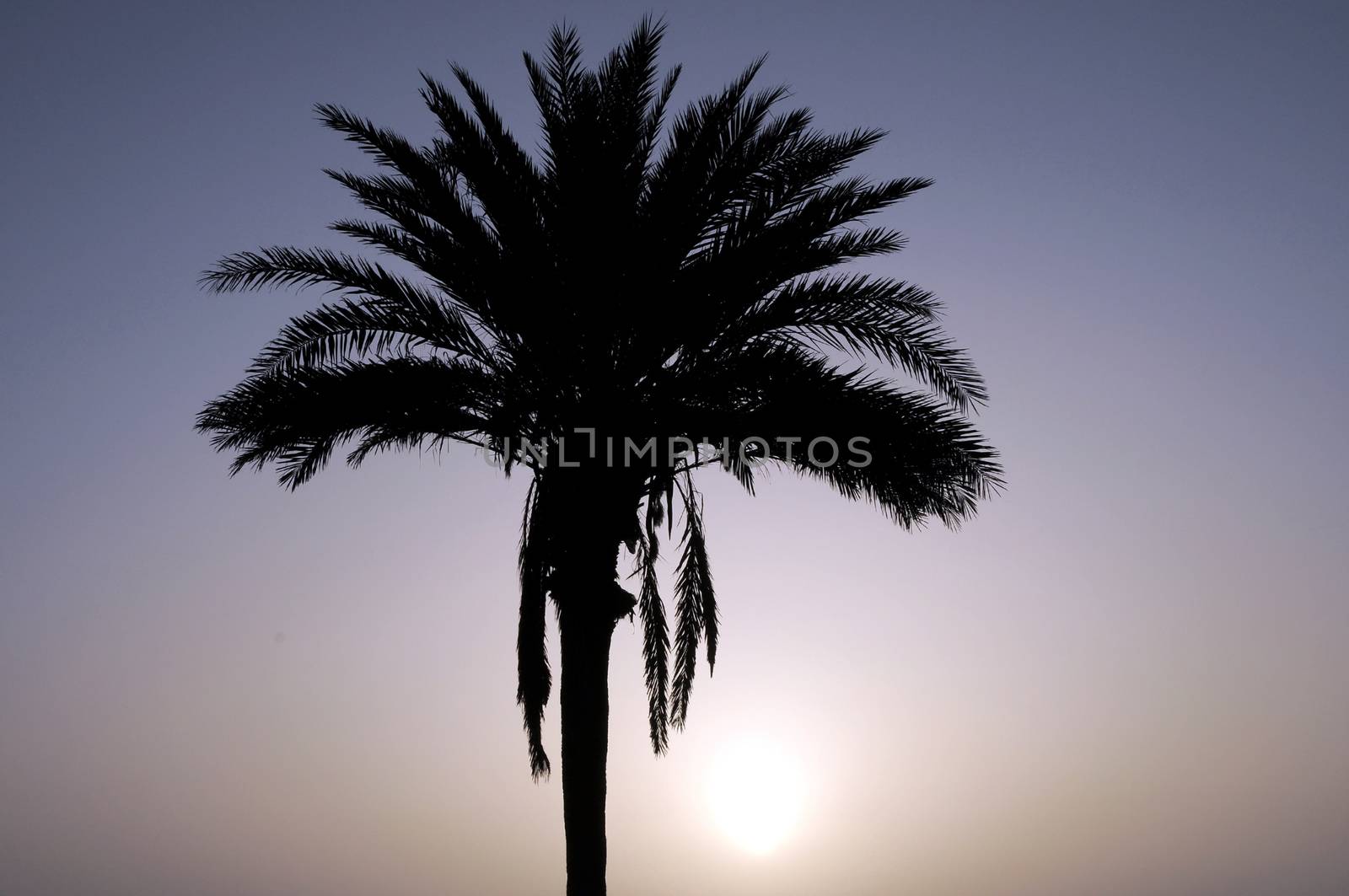 Silhouetted Palm Near The Atlantic Ocean At Sunset In Canary Islands