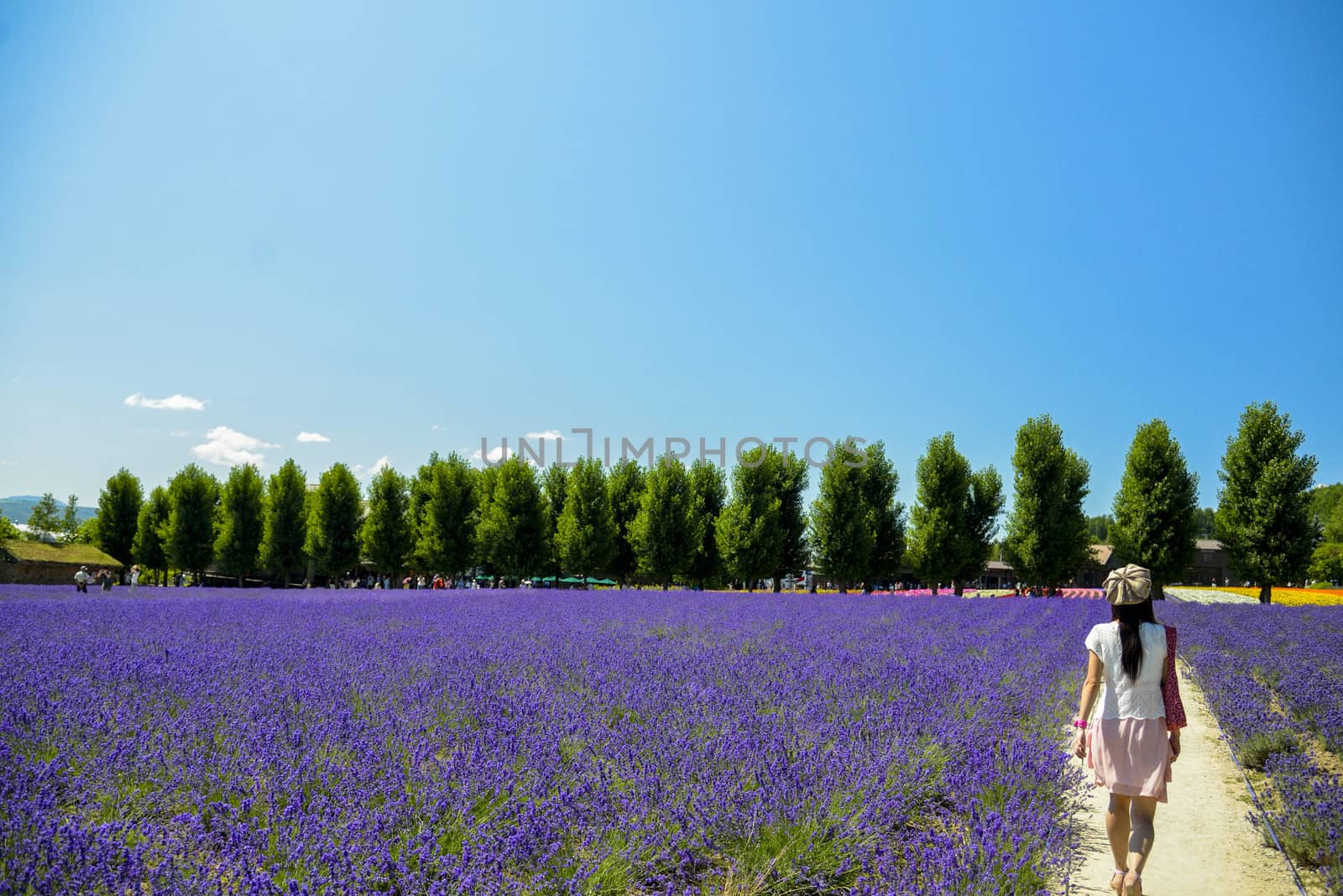 Walk in Lavender garden by gjeerawut