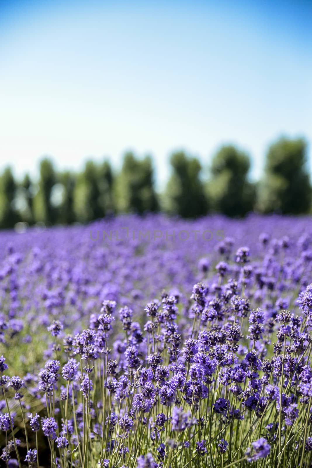 Lavender flower field with blue sky3 by gjeerawut
