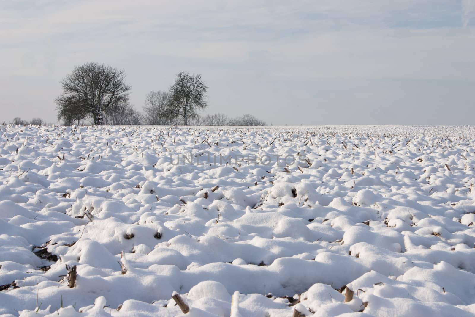 Beautiful winter landscape with snow covered meadows and trees