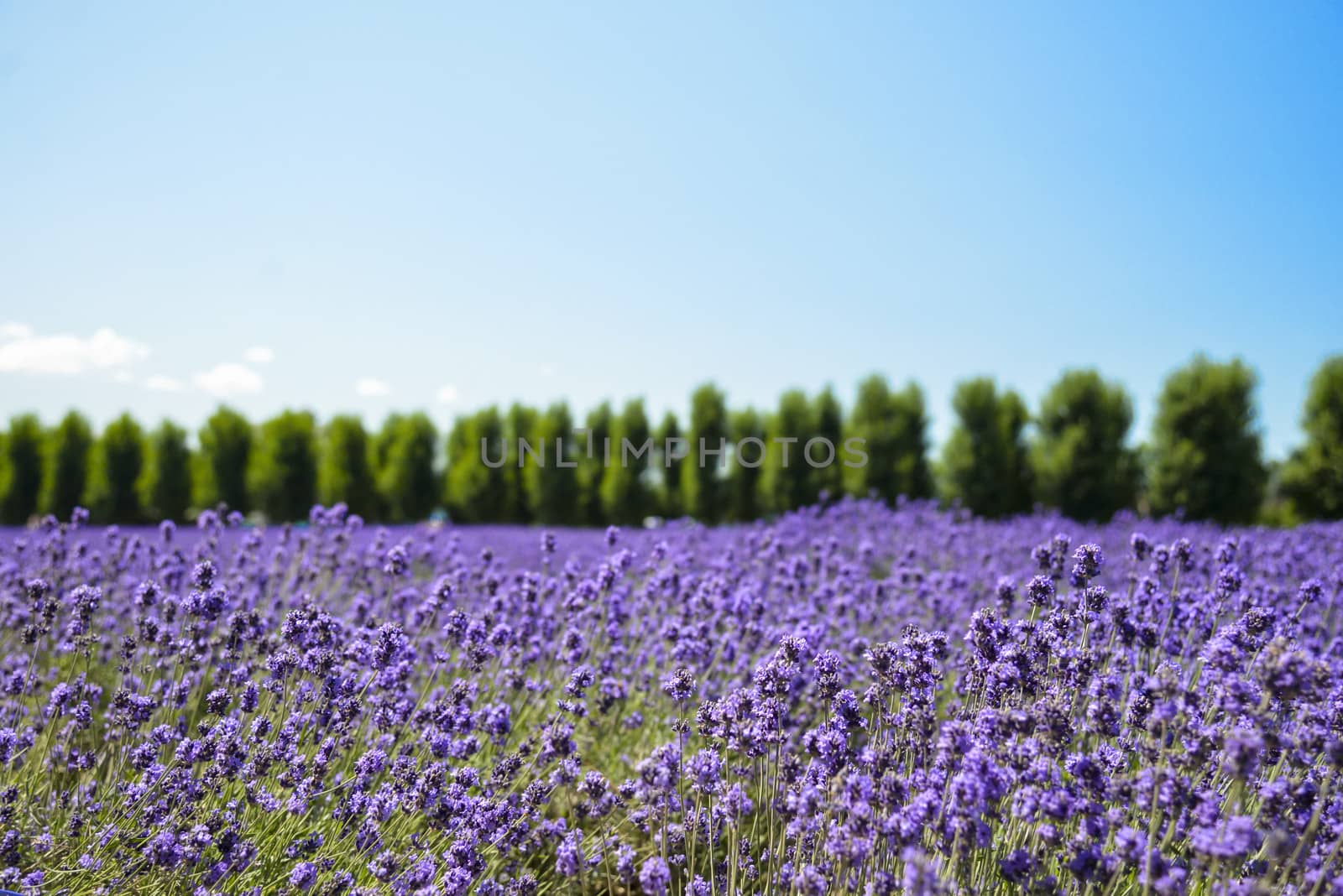 Lavender flower field with blue sky1 by gjeerawut