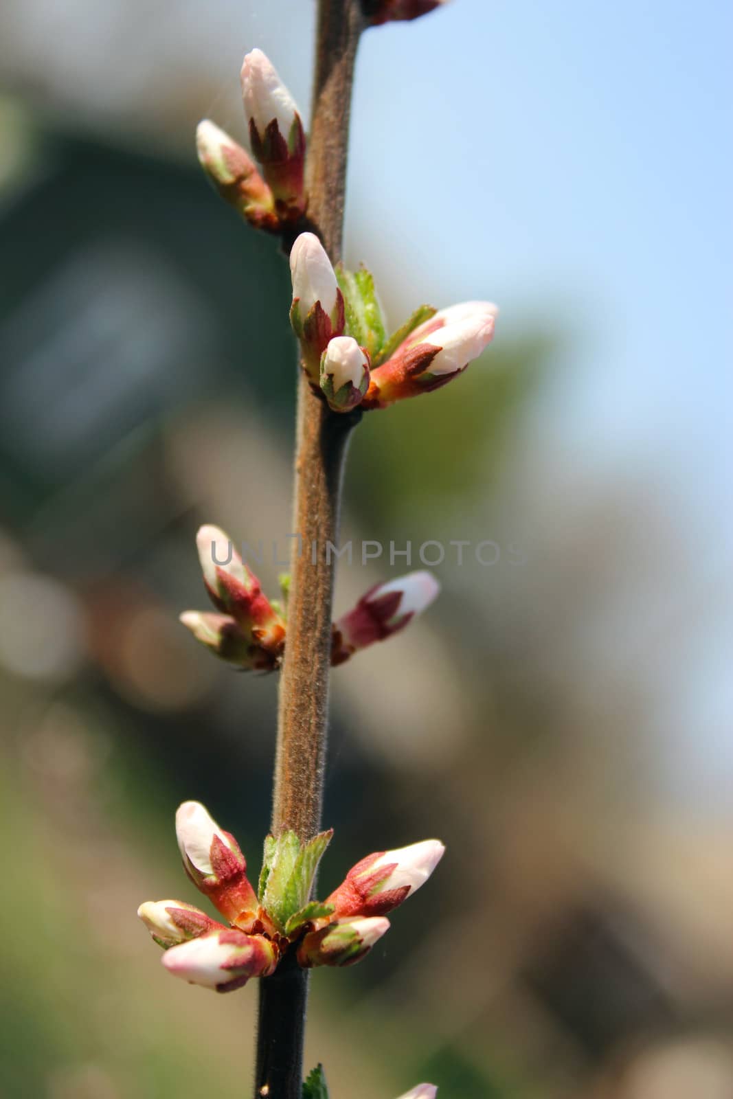 unopened buds of Prunus tomentosa's flowers by alexmak