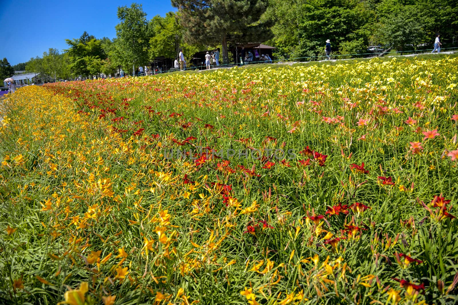 Row of colorful flowers with sunshine4 by gjeerawut