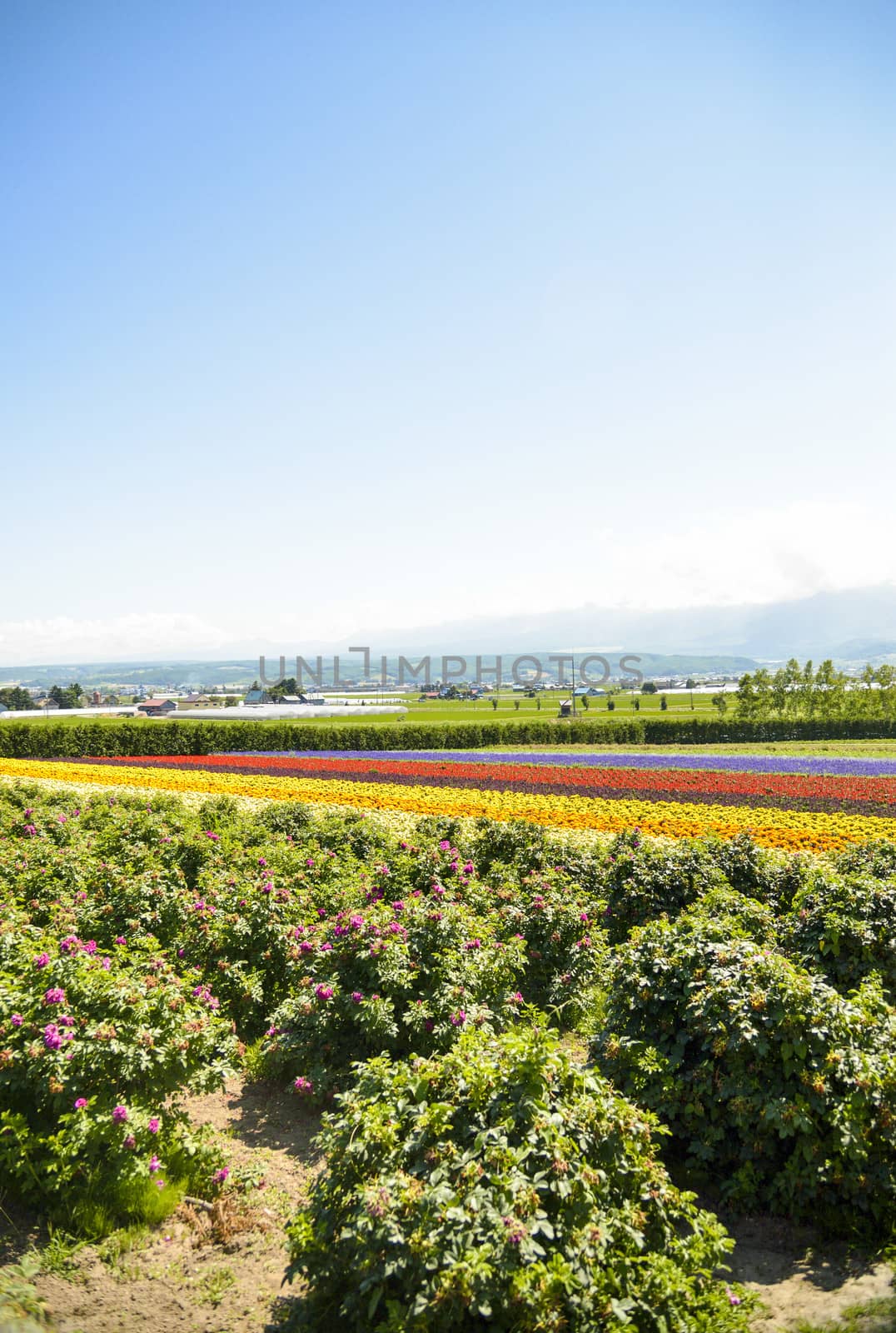 Row of colorful flowers with sunshine2 by gjeerawut