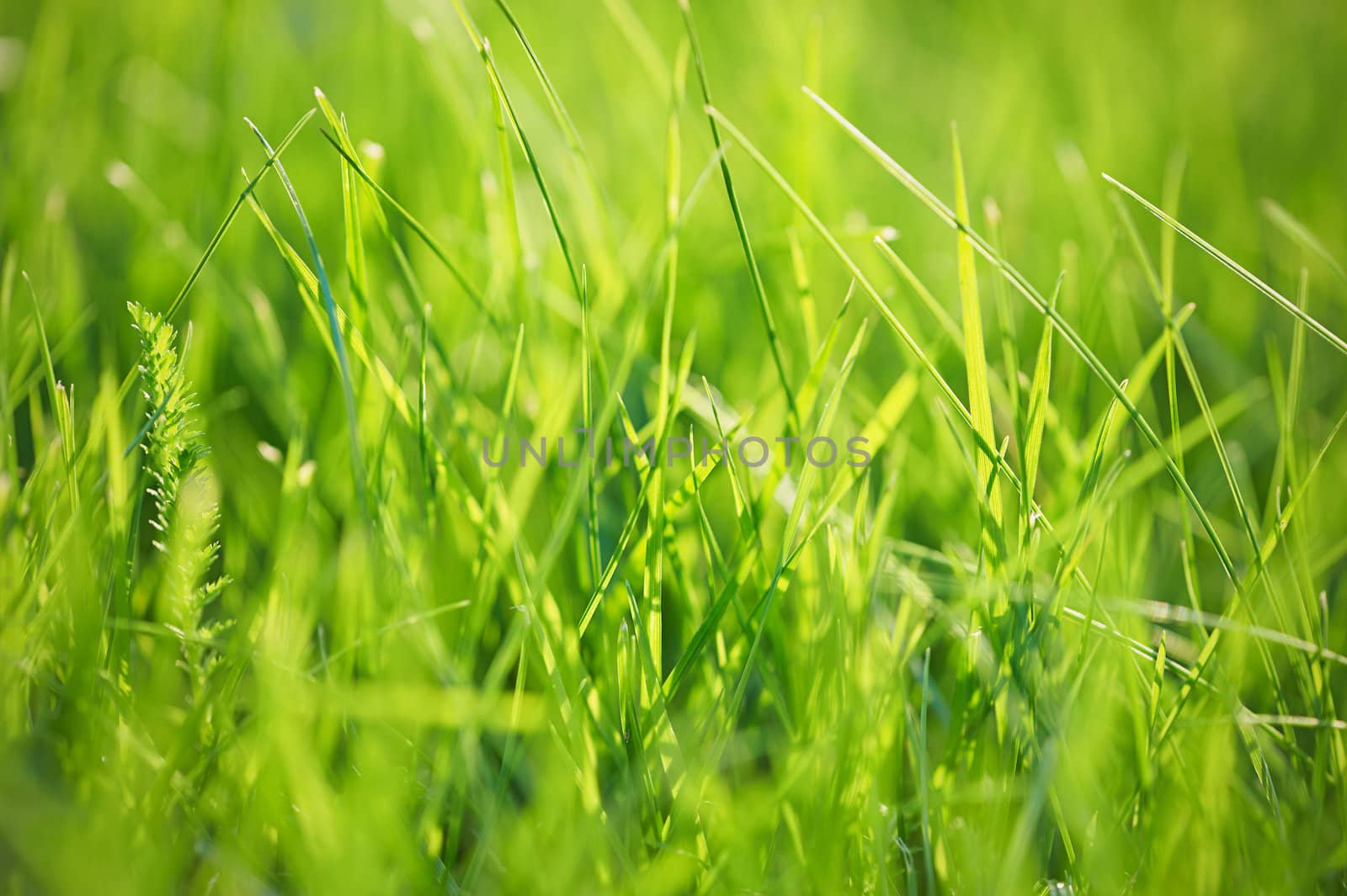 Close up of green grass by Olinkau