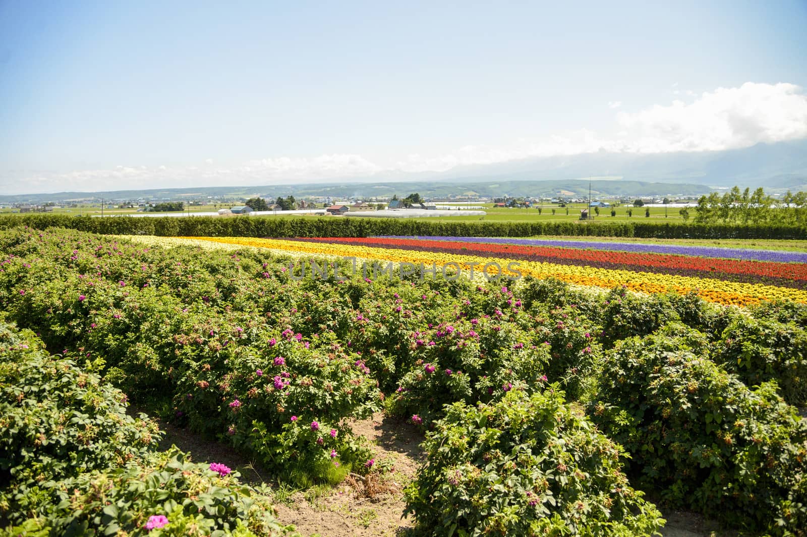 Row of colorful flowers with sunshine1 by gjeerawut