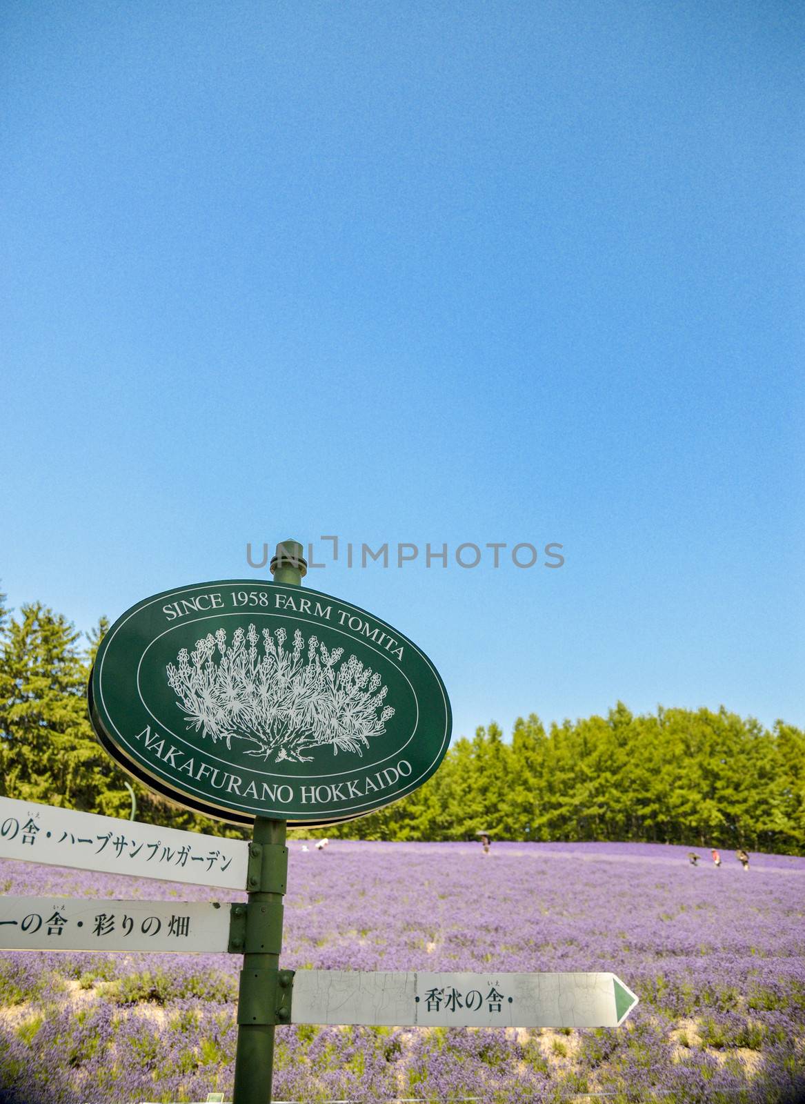 Lavender field in Tomita Farm Japan2 by gjeerawut