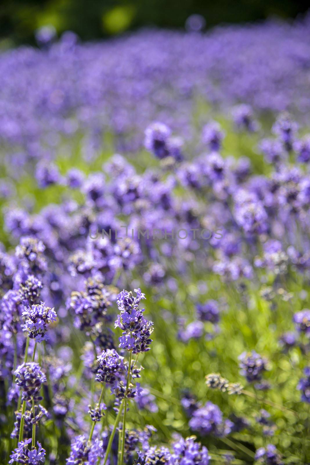 Plenty Lavender in the field4