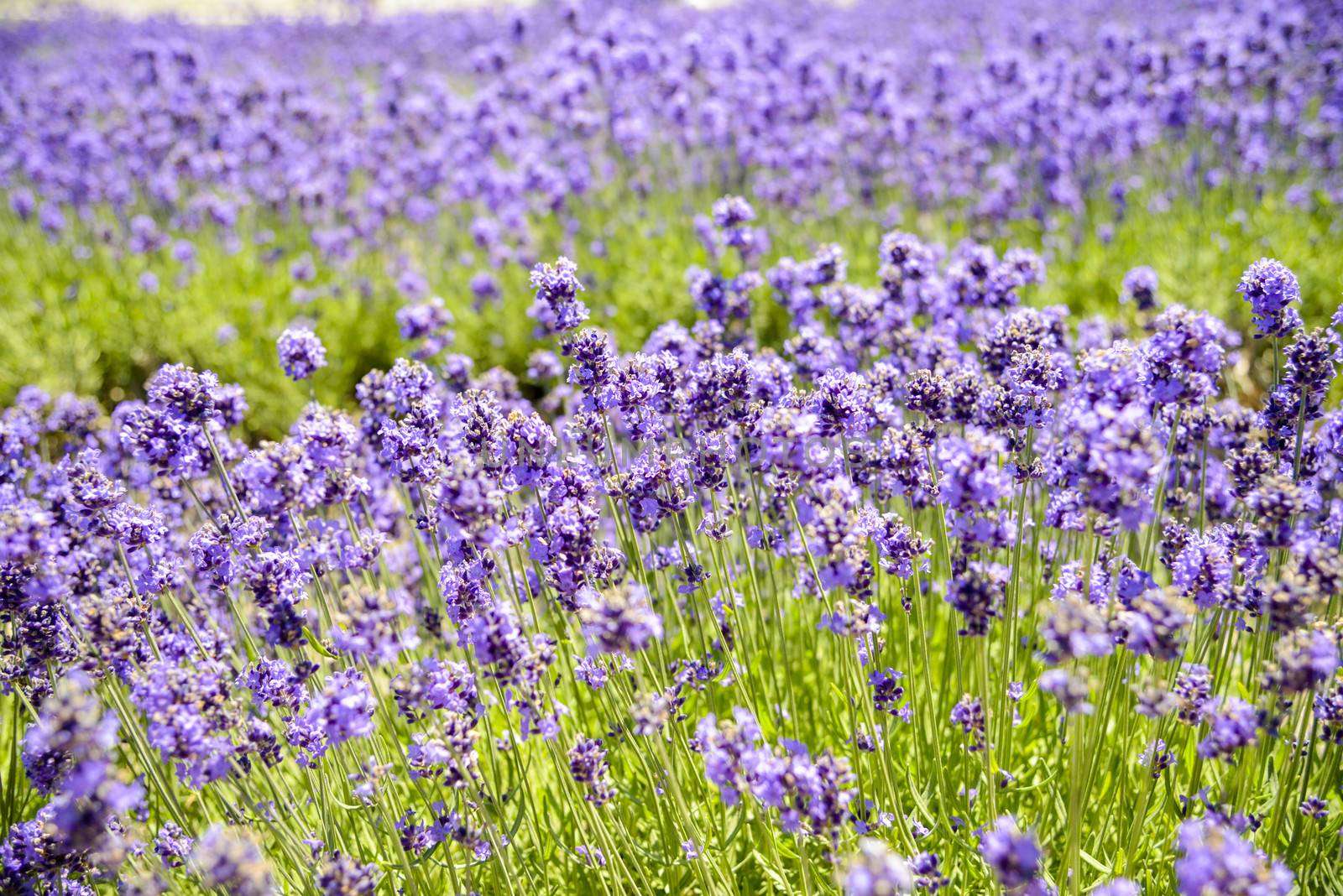 Plenty Lavender in the field1 by gjeerawut