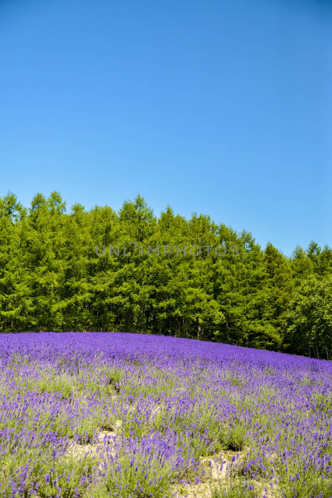 Lavender field with blue sky2 by gjeerawut