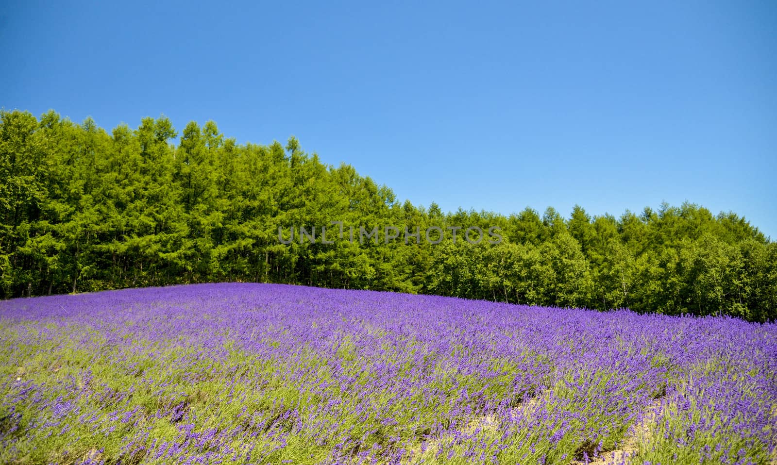 Lavender field with blue sky1