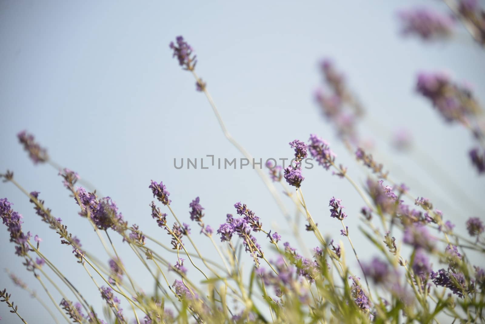 Lavender with sunshine3 by gjeerawut