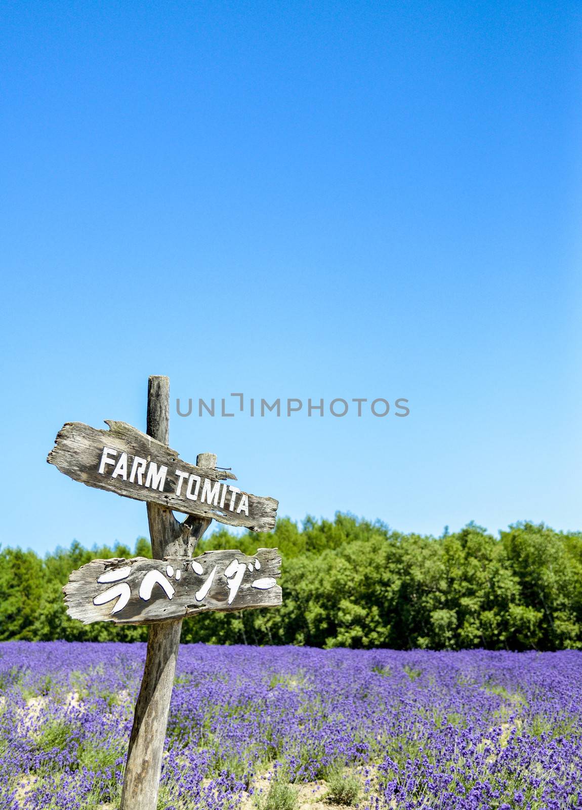 Lavender in Tomita farm Japan2 by gjeerawut