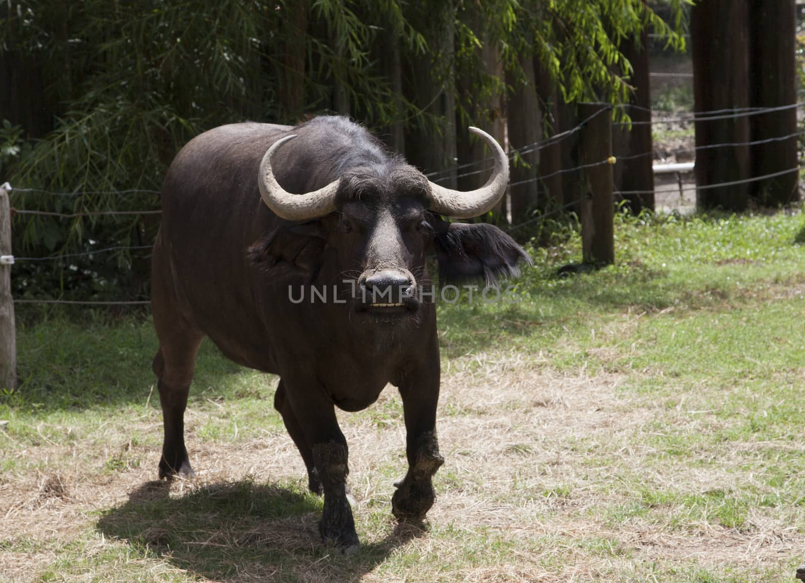 Annoyed buffalo charging toward habitat fence