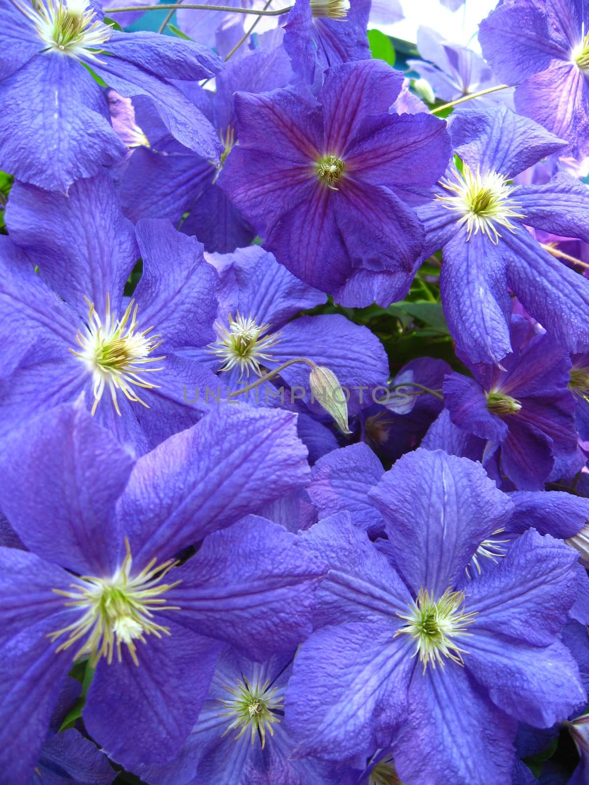 some beautiful blue and big flowers of clematis