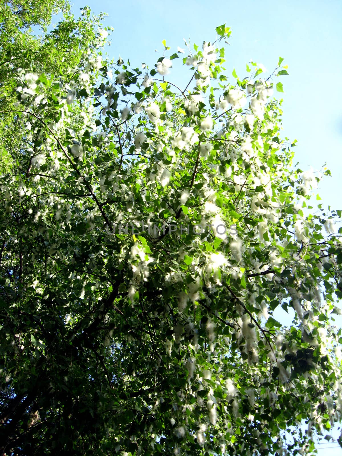 poplar down on a tree by alexmak
