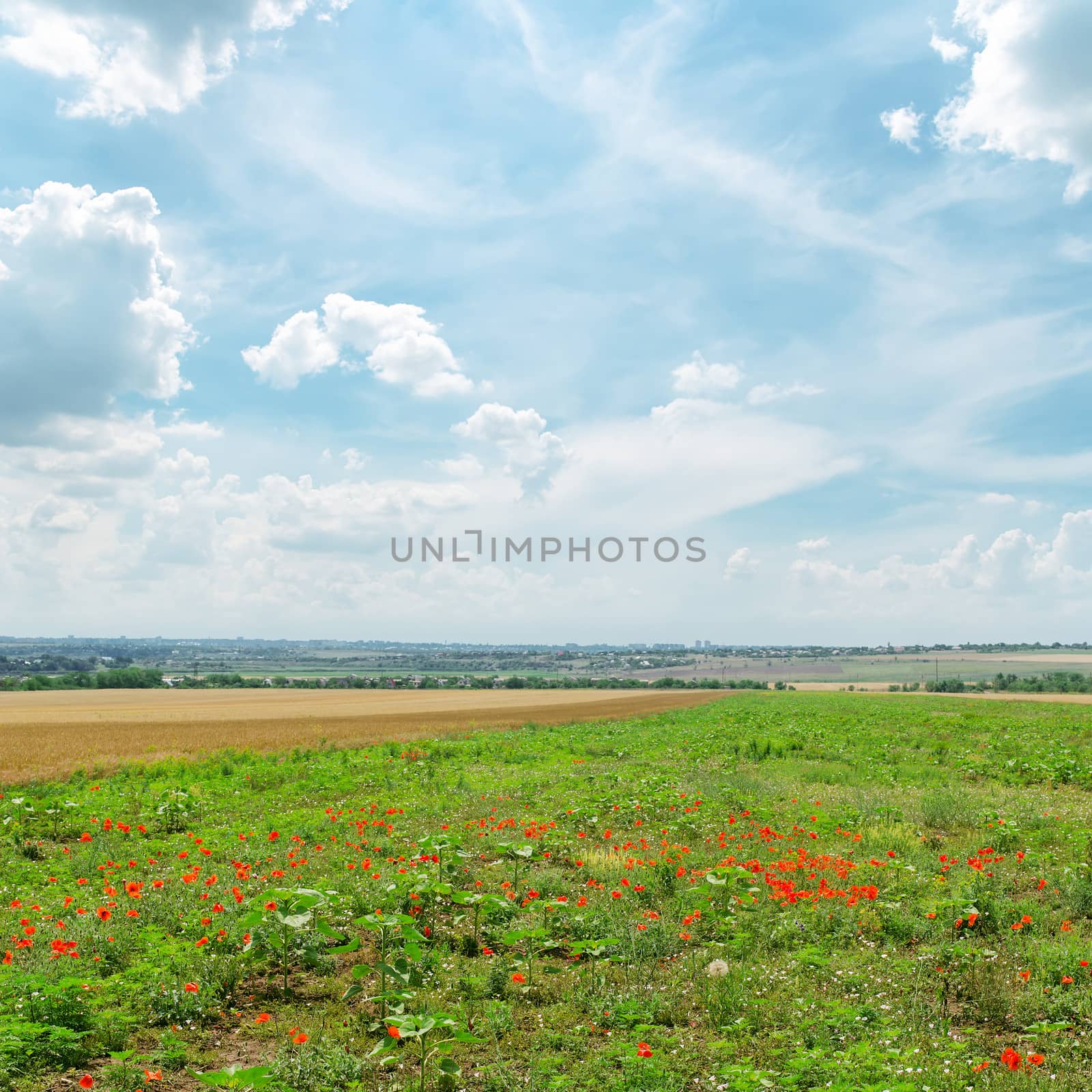 summer green field with red poppies and blue cloudy sky