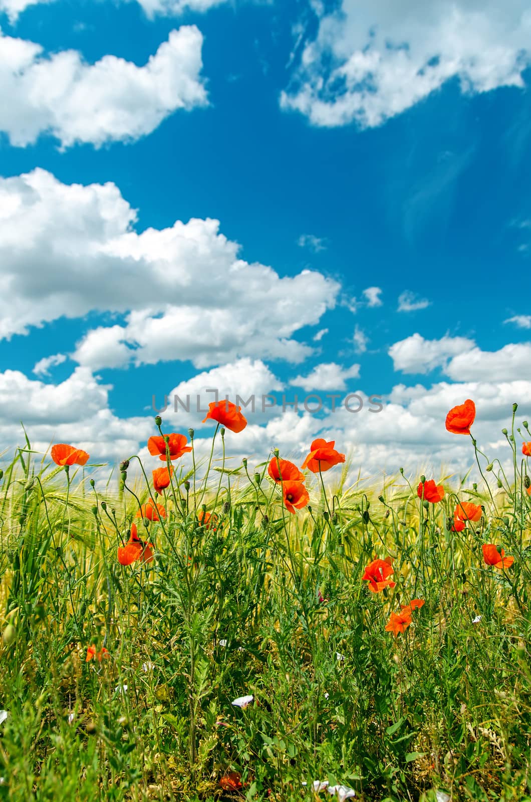 green field with red poppies and cloudy sky. soft focus on bottom