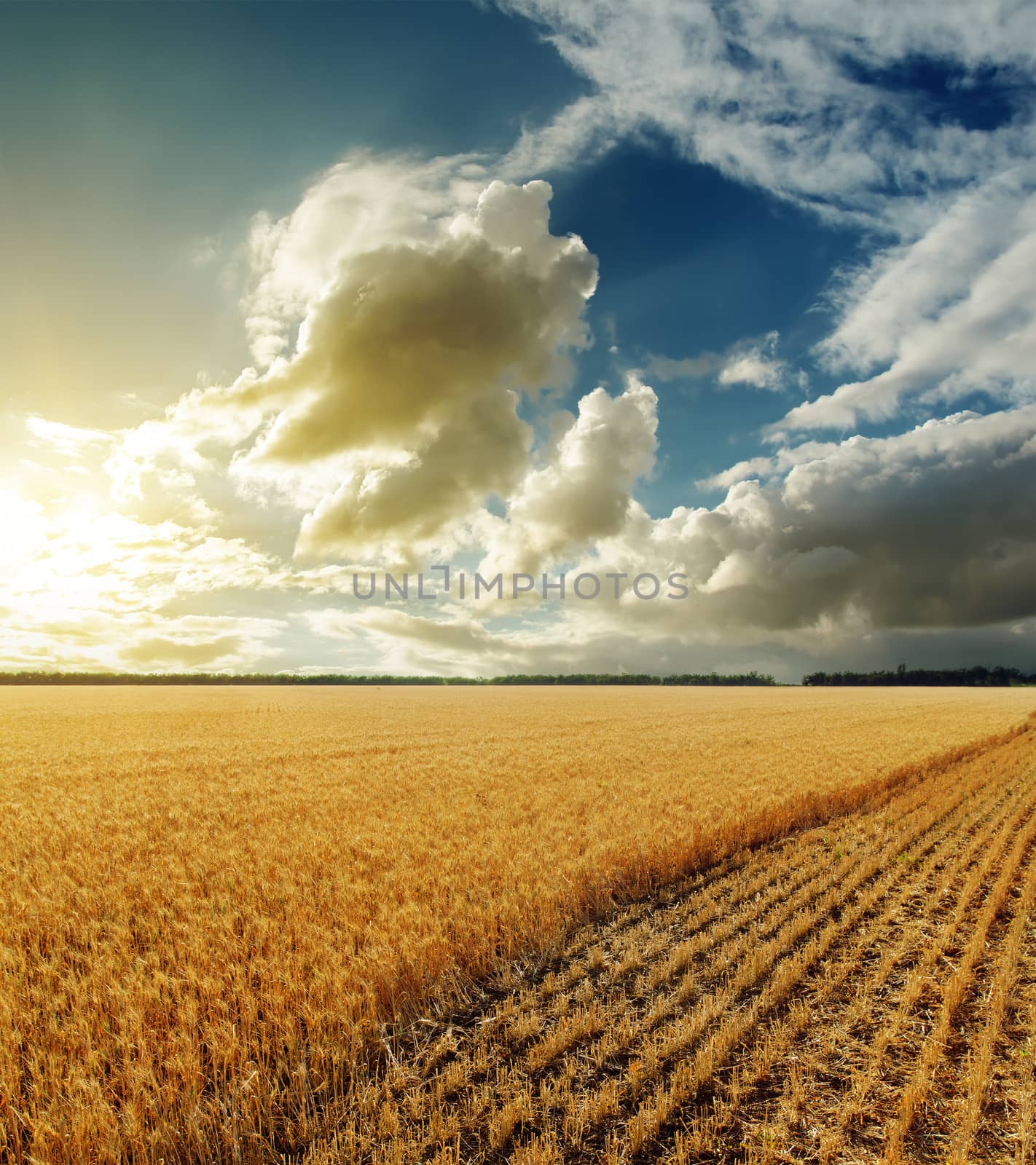 golden field and sunset in dramatic sky by mycola