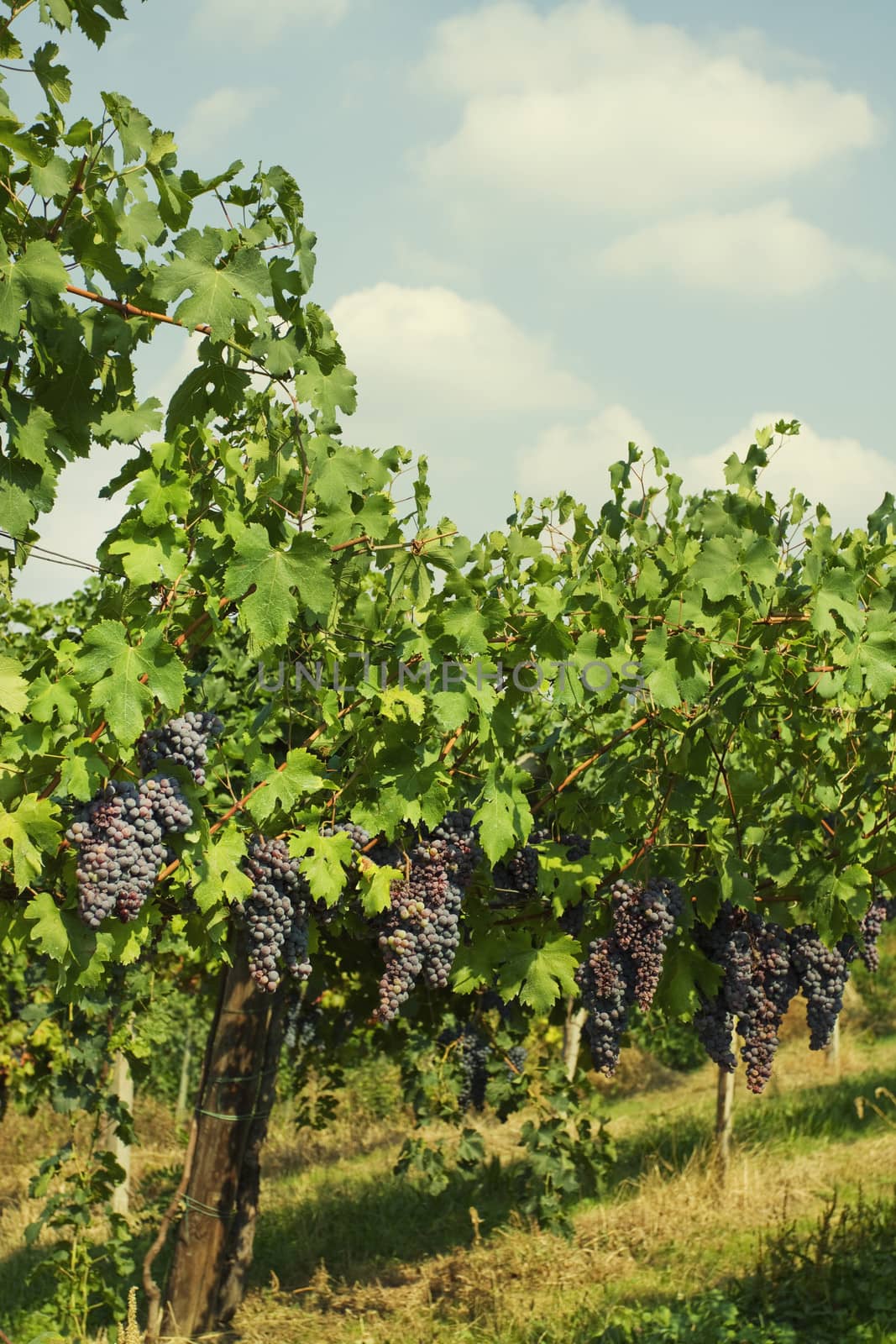 vineyard of grape