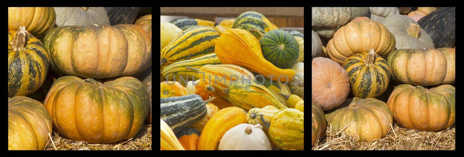 Collage of Pumpkins