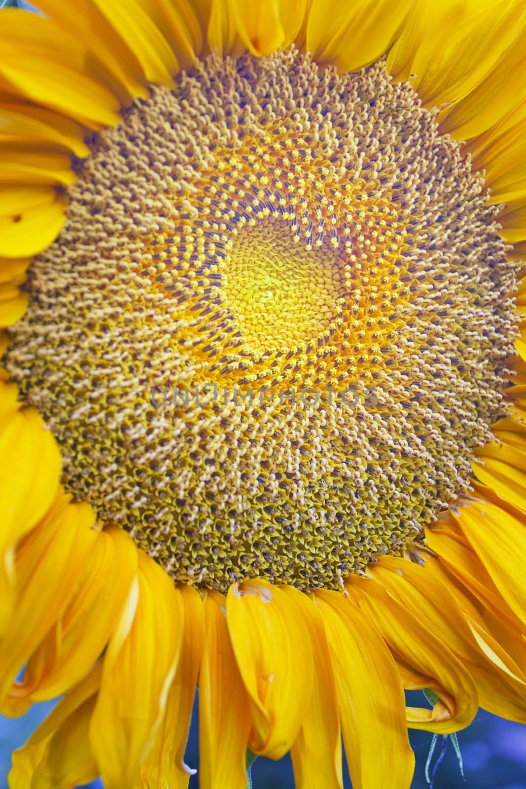 heart in a sunflower