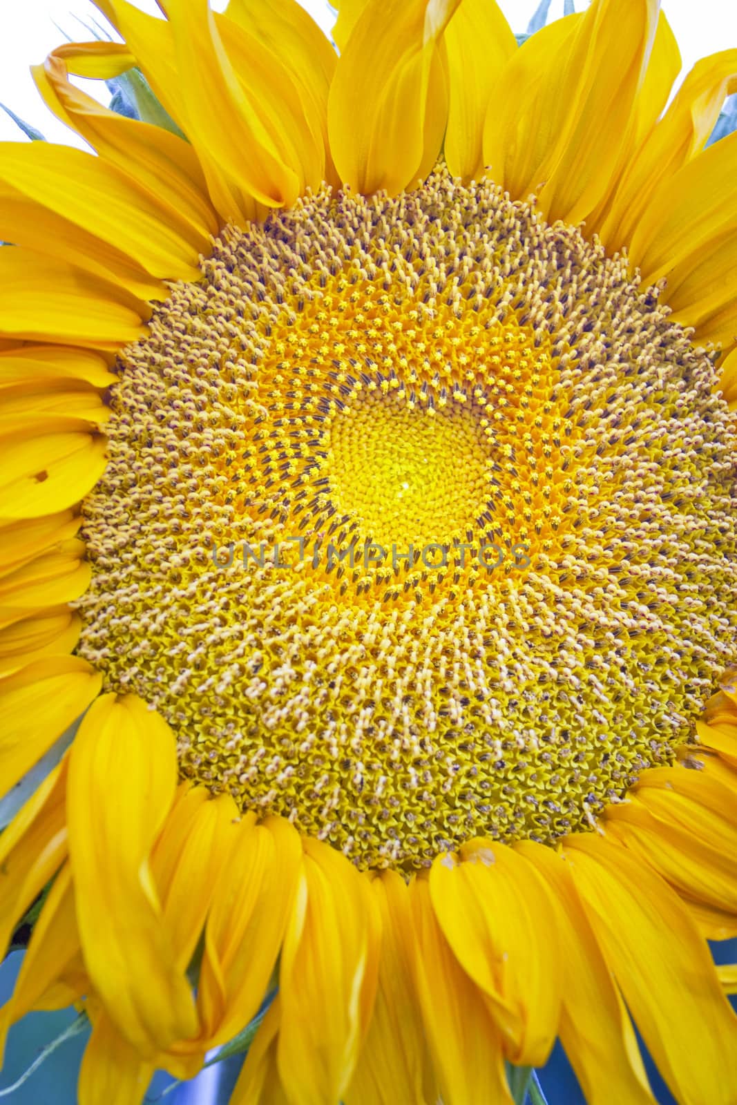 Stamens in the form of heart on a sunflower
