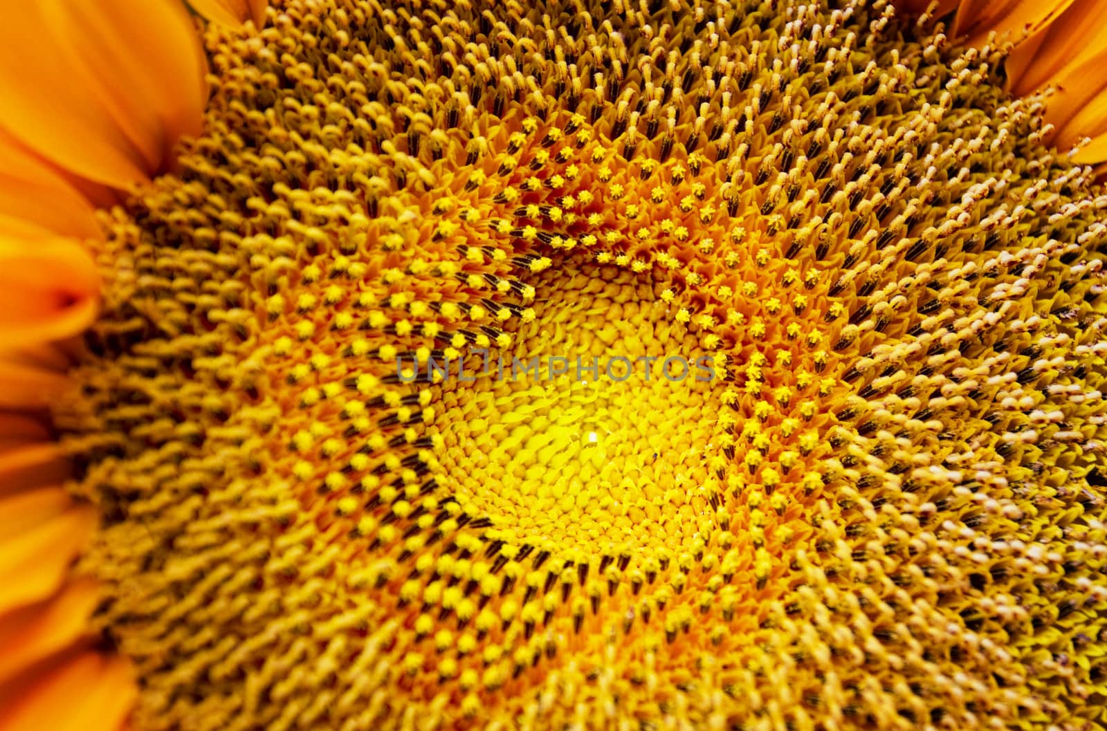 heart in a sunflower