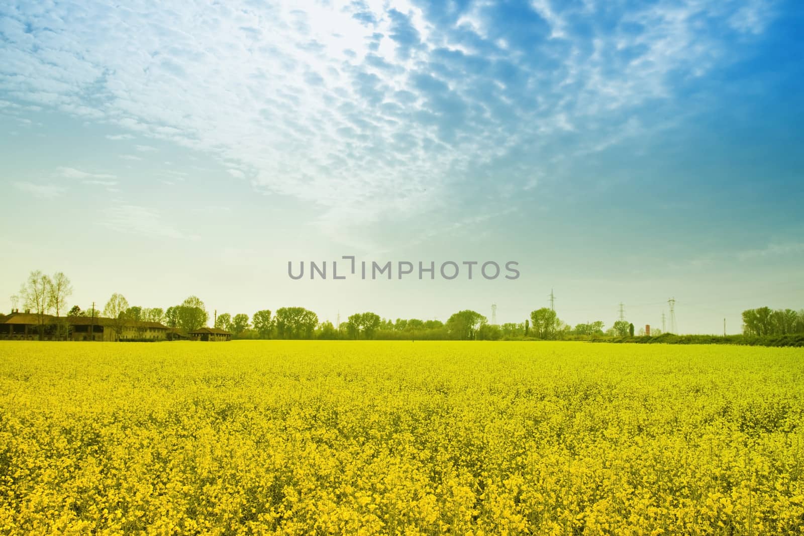 Yellow  flowers field