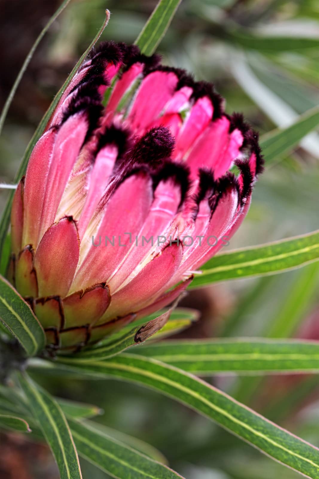 Protea Burchellii 'Little Ripper'  Australian protea with striking pink red bracts with black tufs.  Winter flowering, great cut flower -  NOTE: This photo has shallow dof 4.5 with focus to outer bracts.