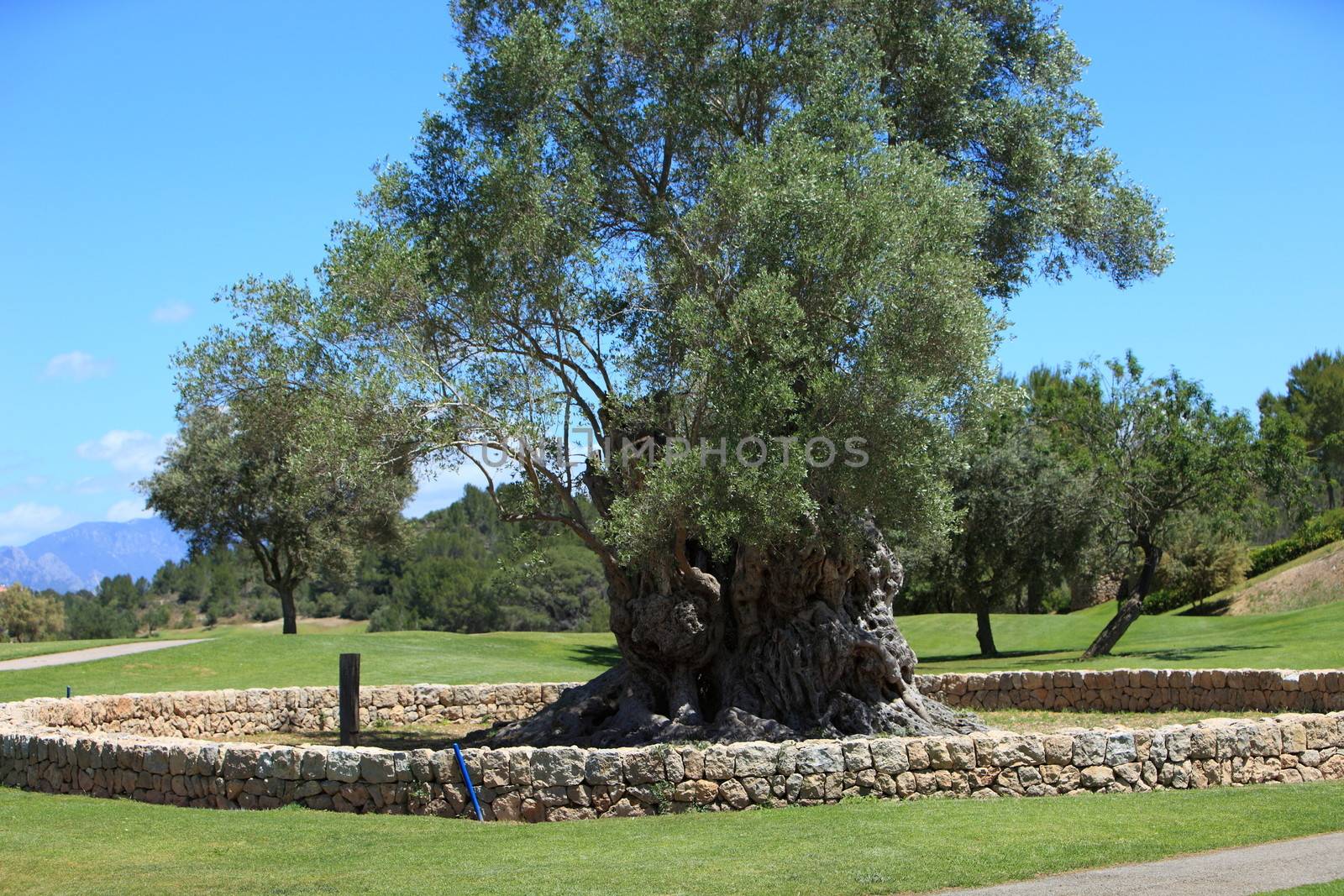 Old walled tree stump sprouting new foliage enclosed within a low circular stone wall on manicured lawns on a golf course or park