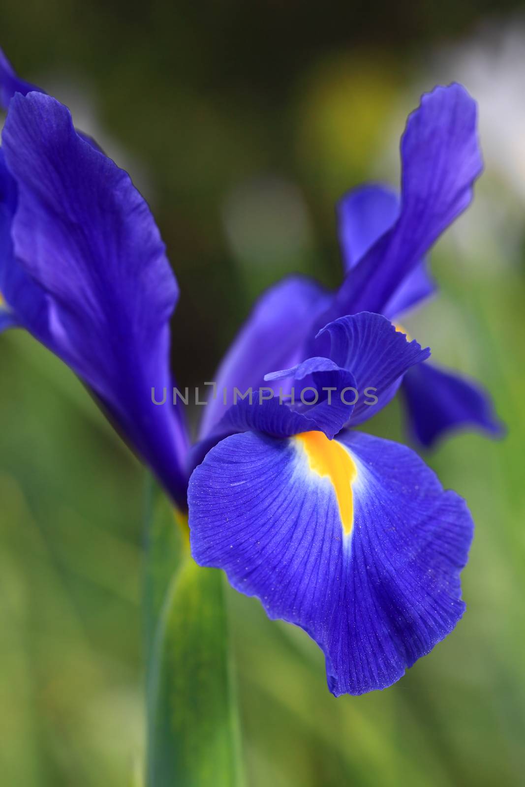 Dutch Iris Professor Blaauw, glistens after rain in the garden by lovleah