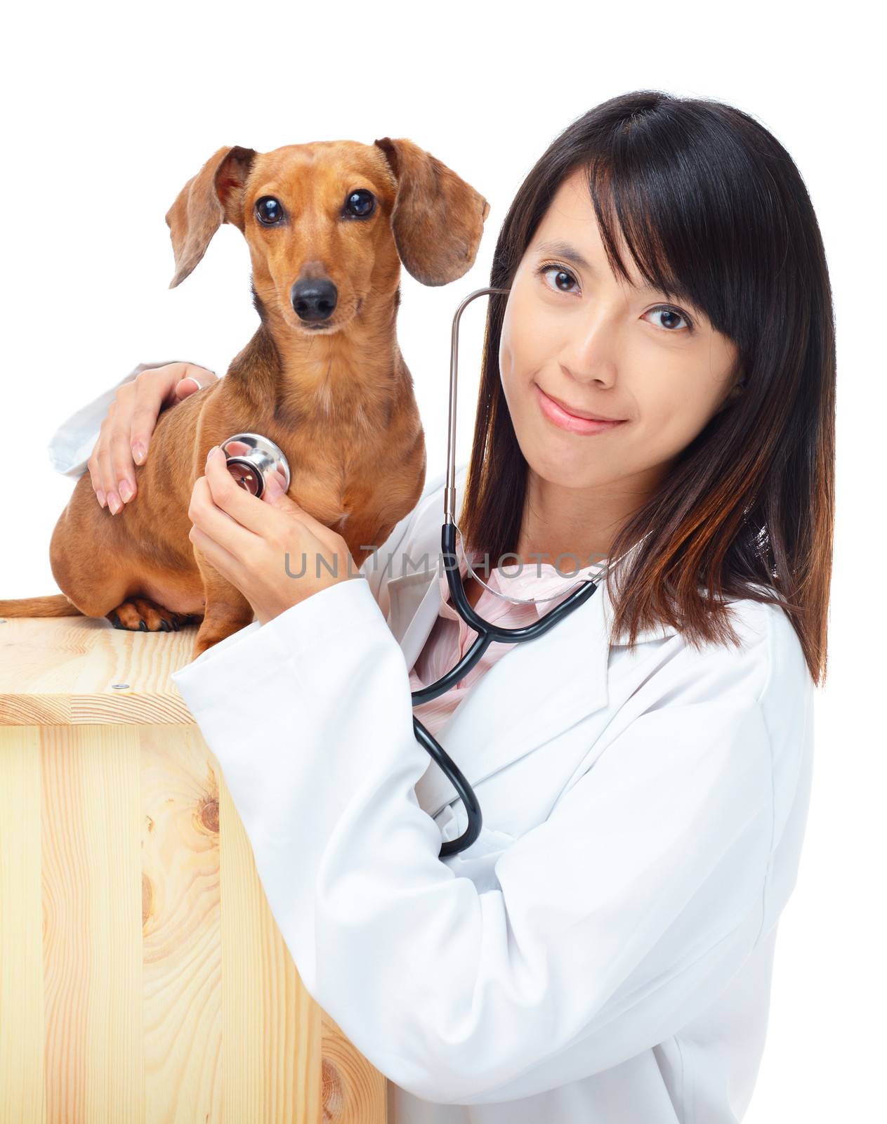 Female veterinarian with dachshund dog by leungchopan