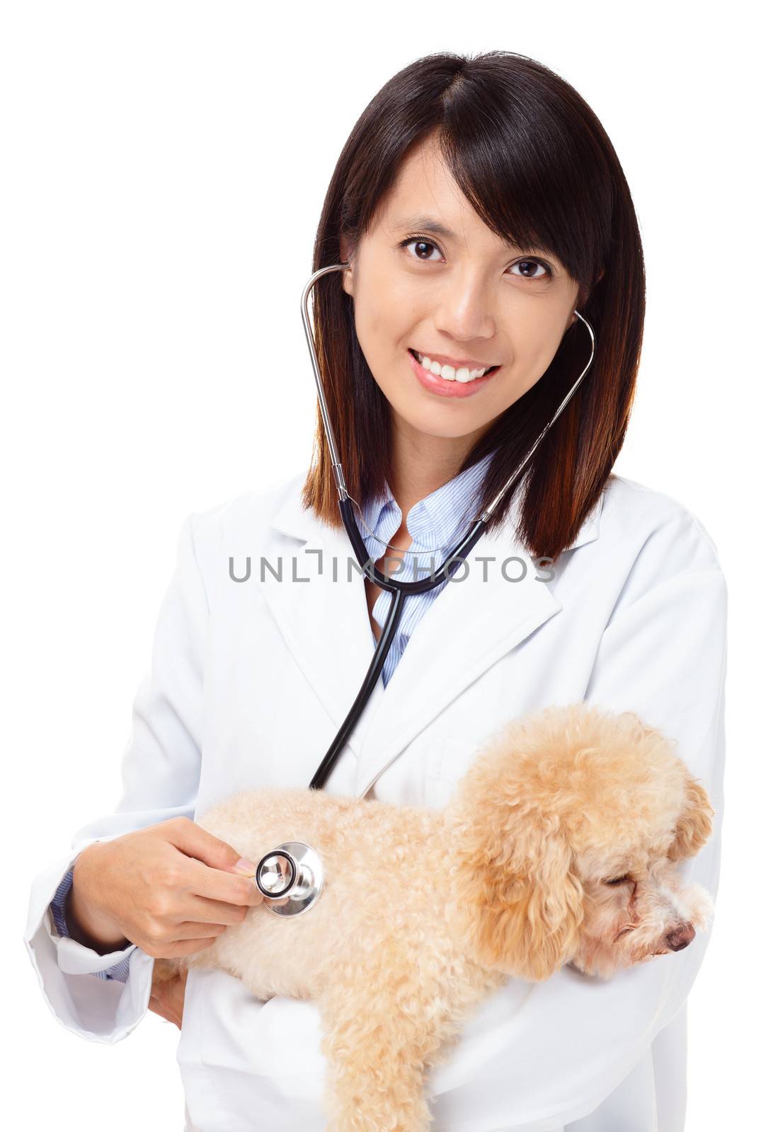 Asian veterinarian with poodle by leungchopan