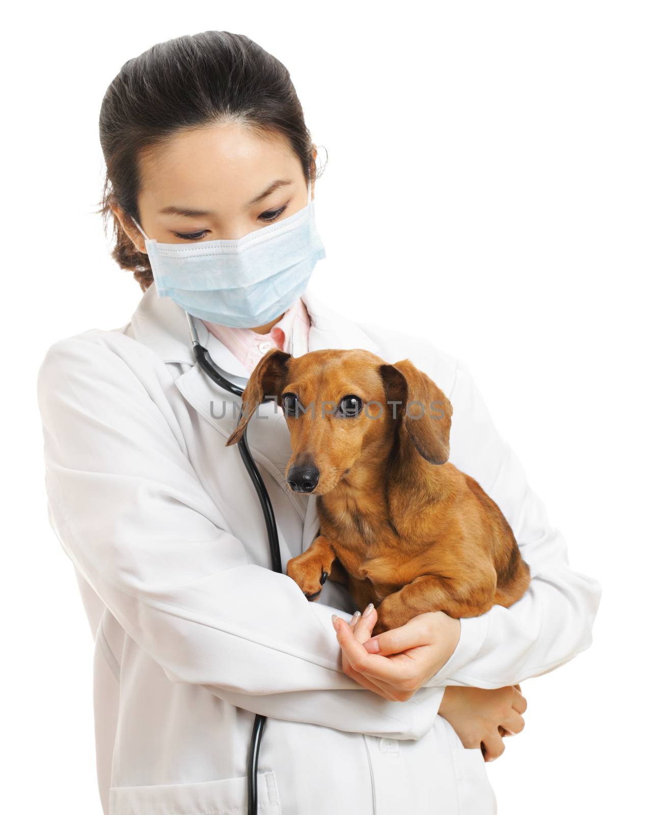 Veterinarian with dachshund dog by leungchopan