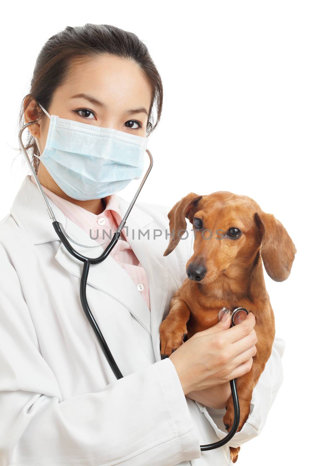 Asian veterinarian with dachshund dog