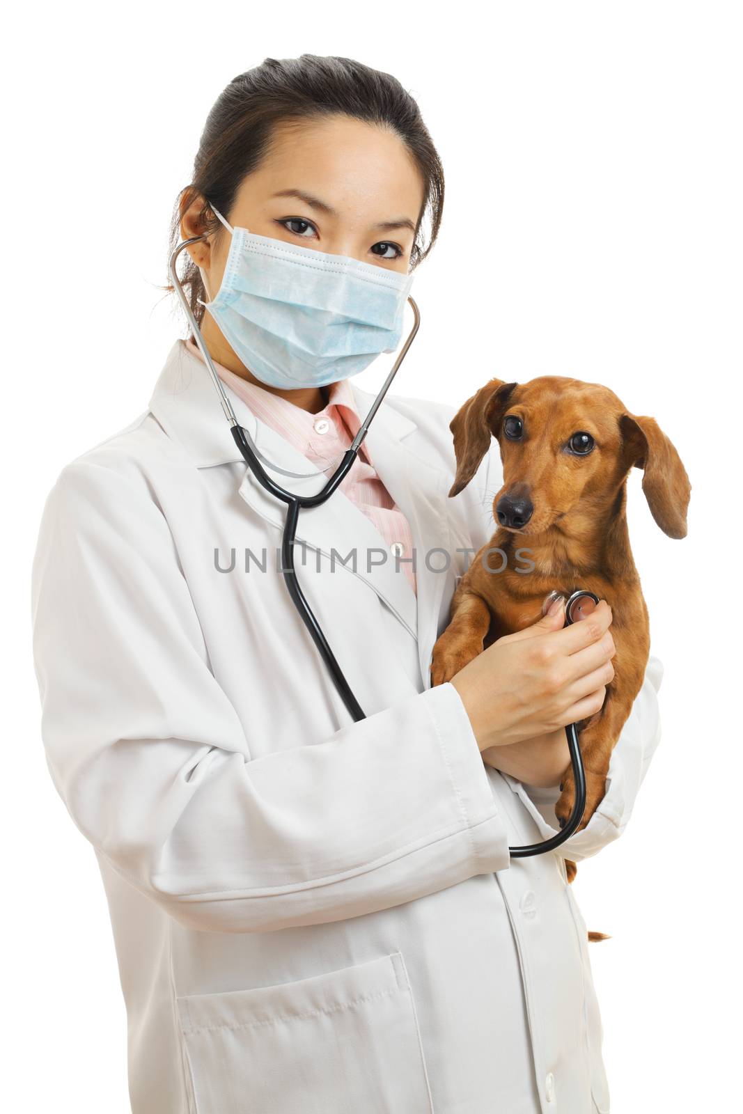 Asian veterinarian with dachshund dog by leungchopan