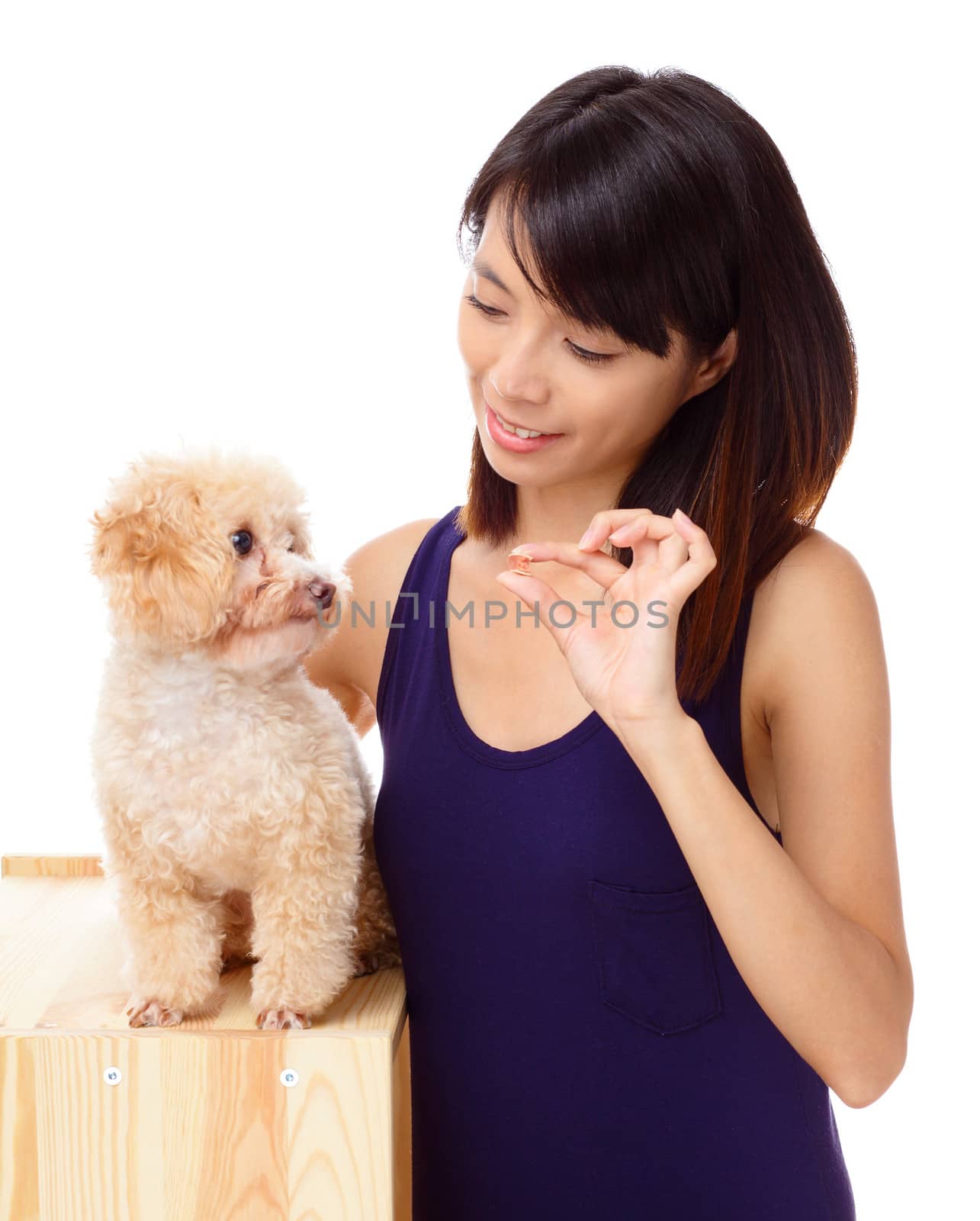 Asian woman feeding poodle by leungchopan
