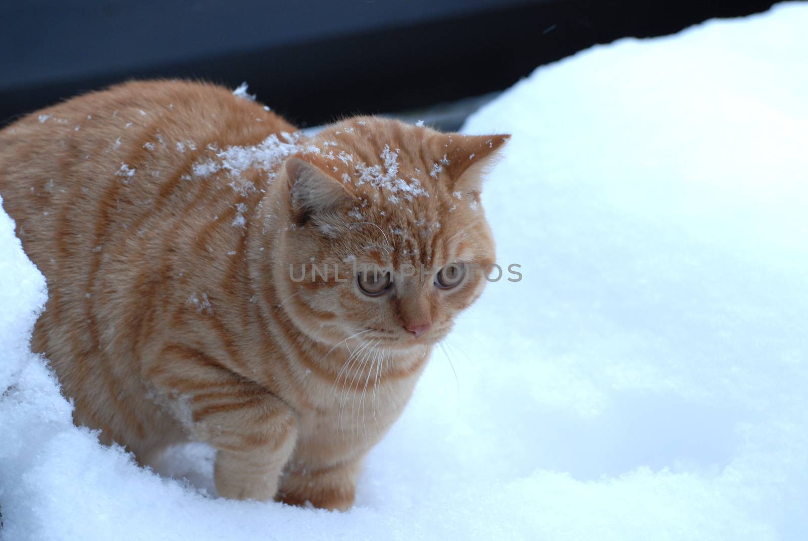 Cat in snow by Bildehagen