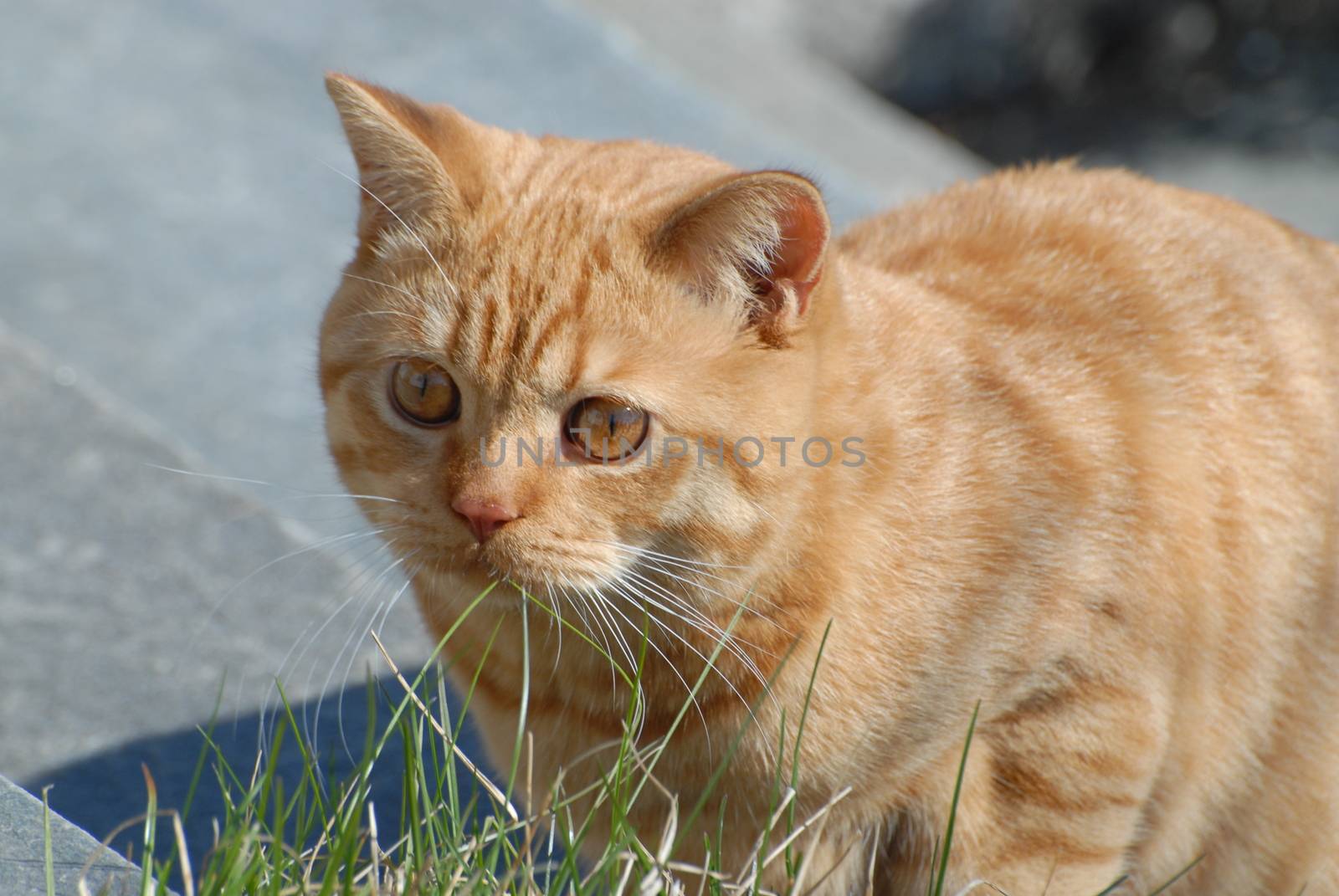British shorthair cat by Bildehagen