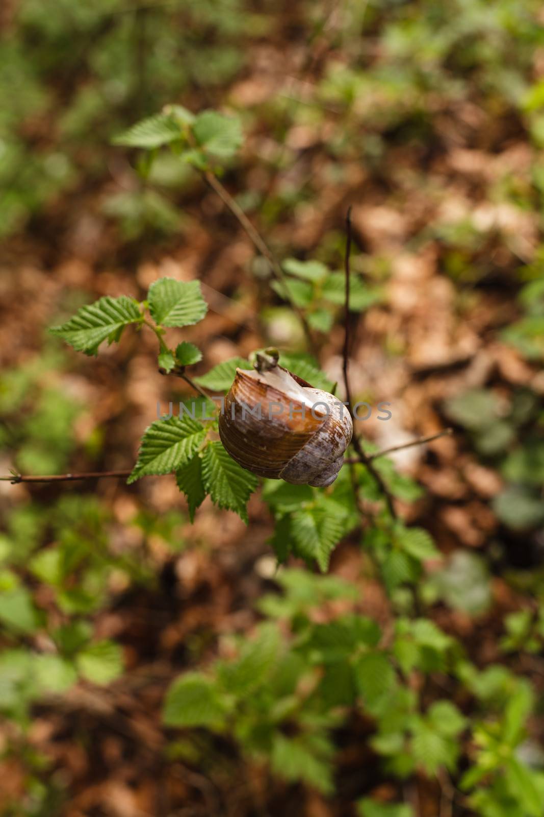 Beautiful Snail on a branch in the forest