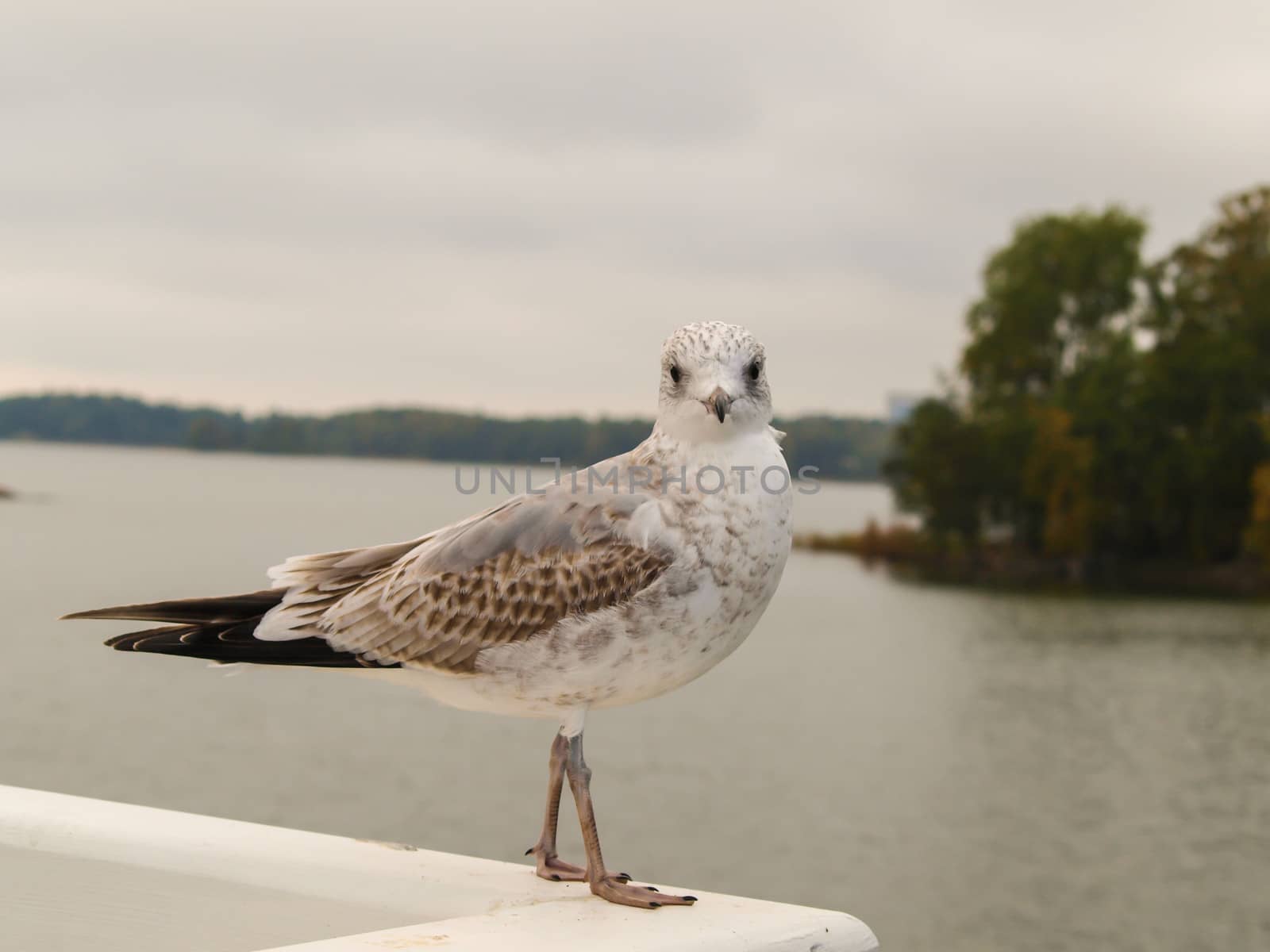 Seagull by Arvebettum