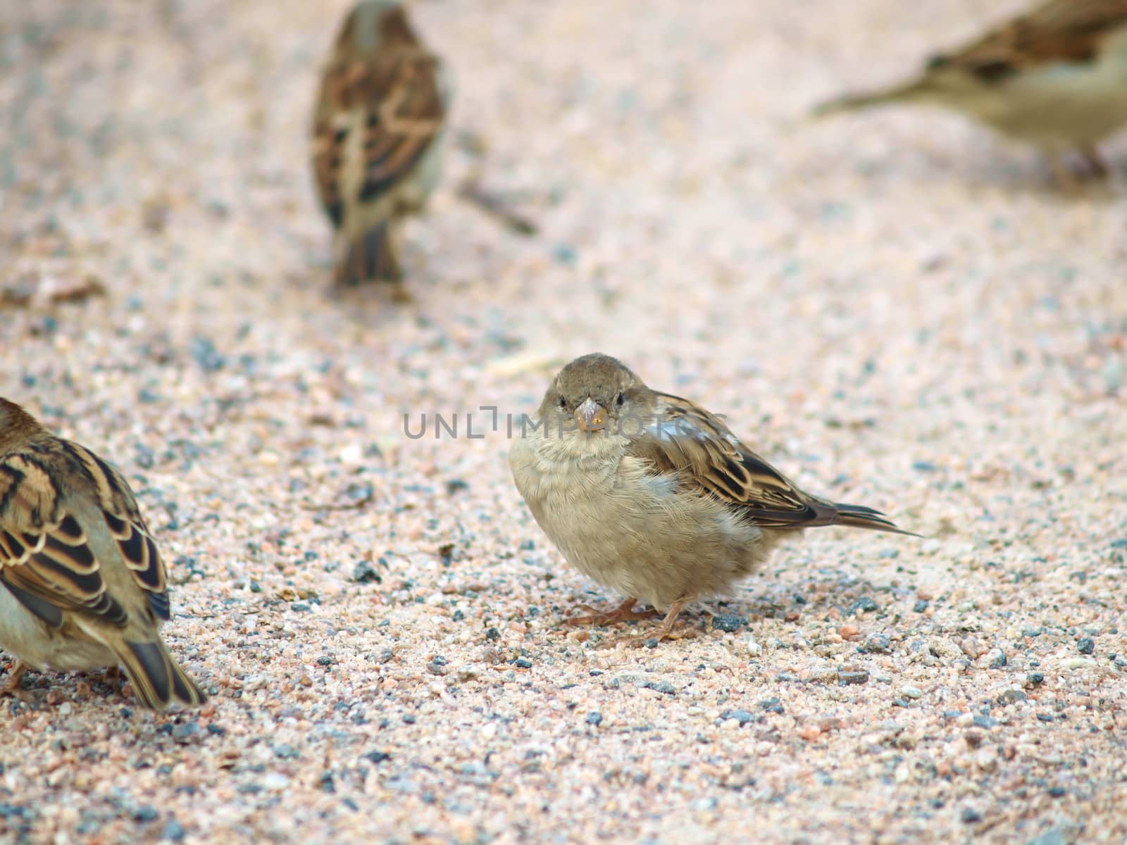 Sparrow on gravel by Arvebettum