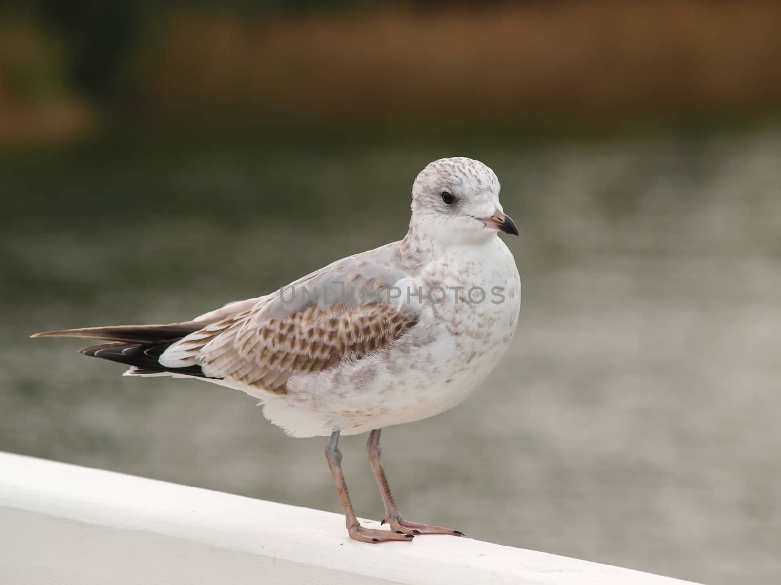 Young herring seagull standing on a white wall in front of shimmering water