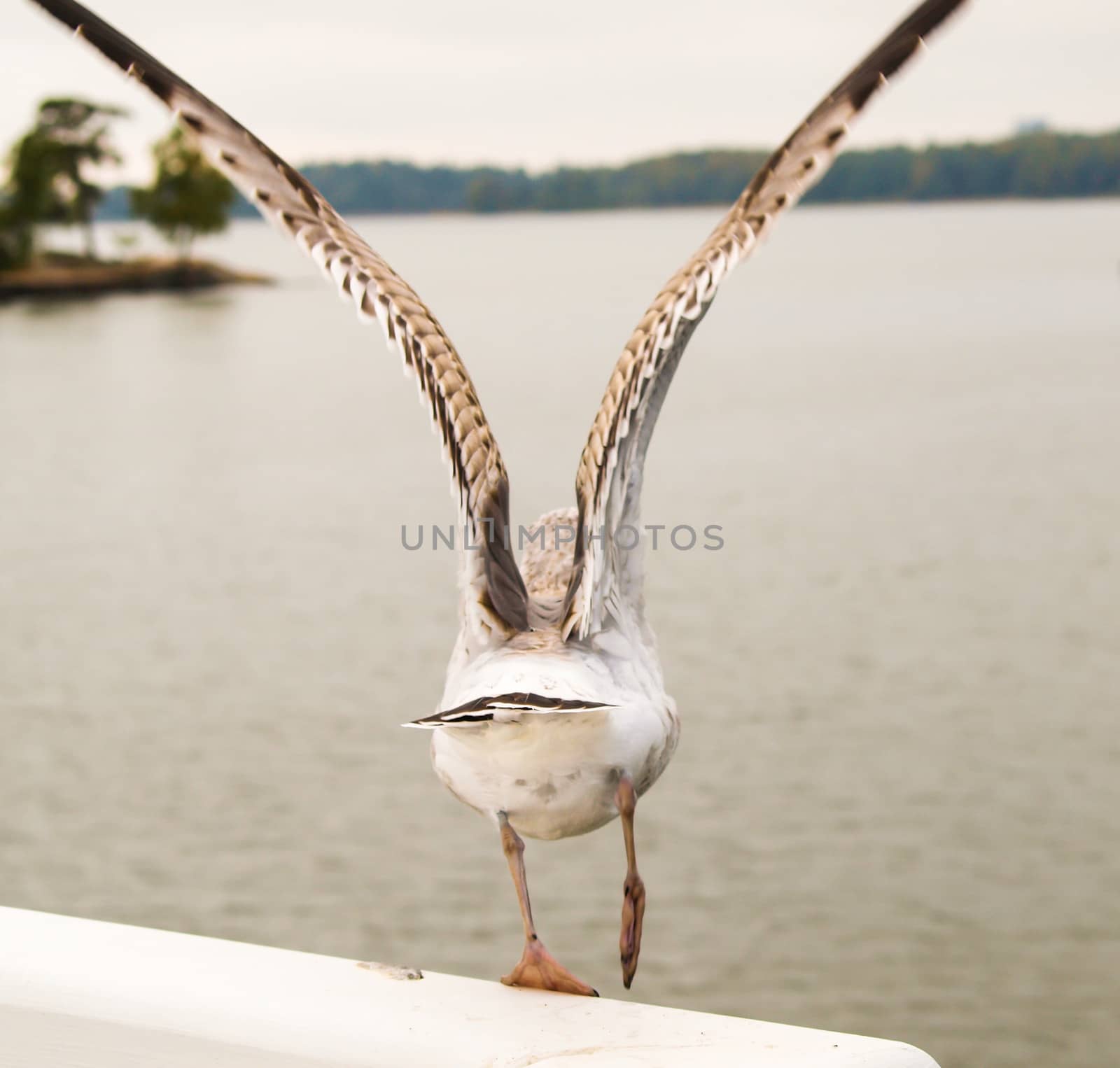 Seagull by Arvebettum