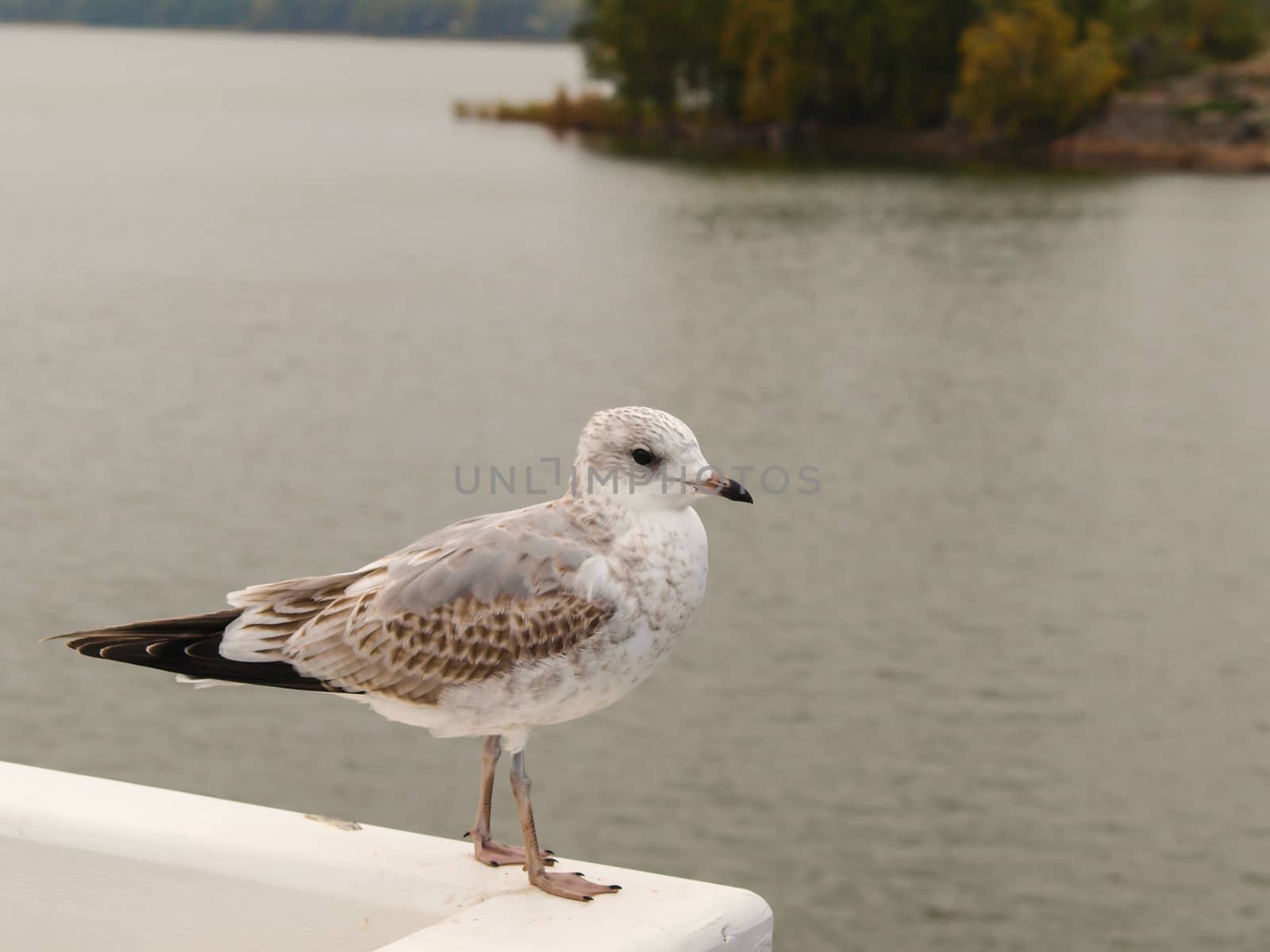 Young herring seagull standing on a white wall in front of shimmering water
