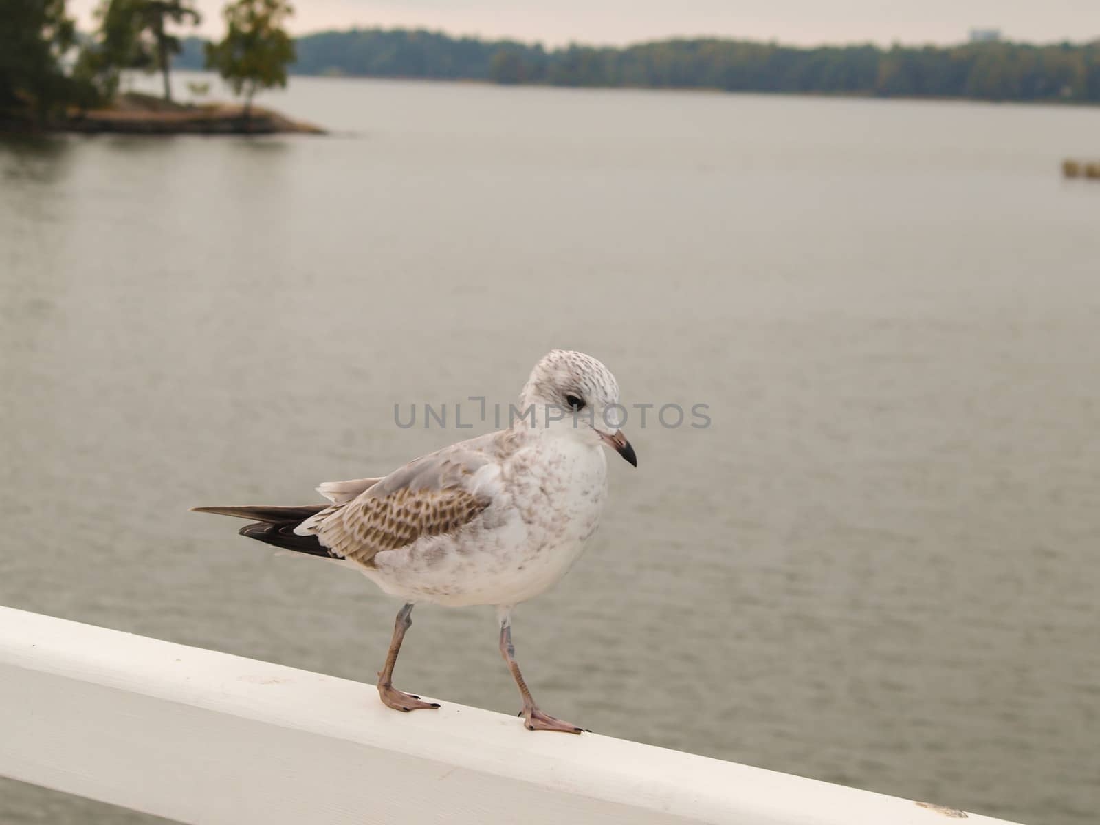 Young herring seagull walking on a white wall in front of shimmering water