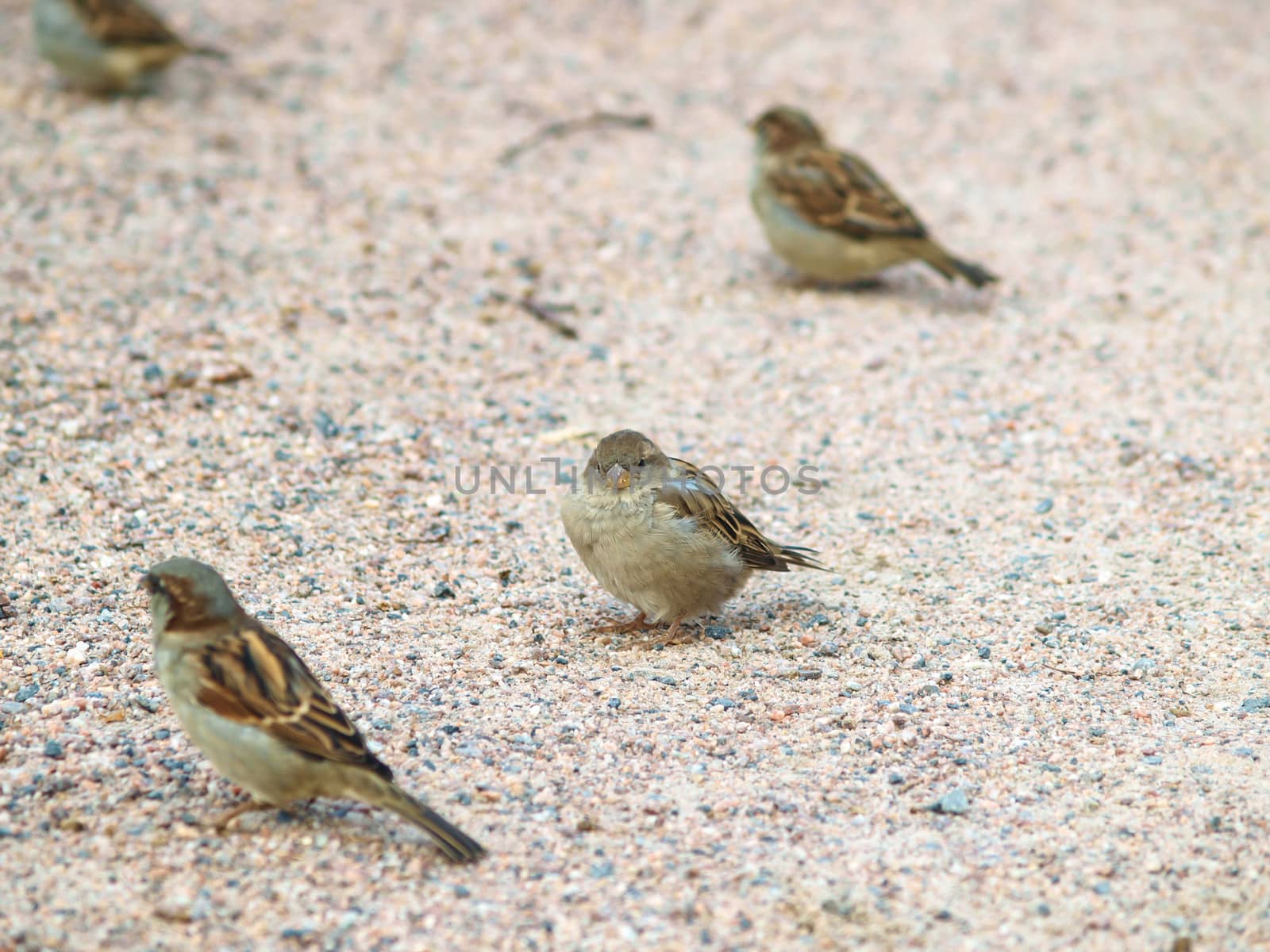 Sparrow on gravel by Arvebettum