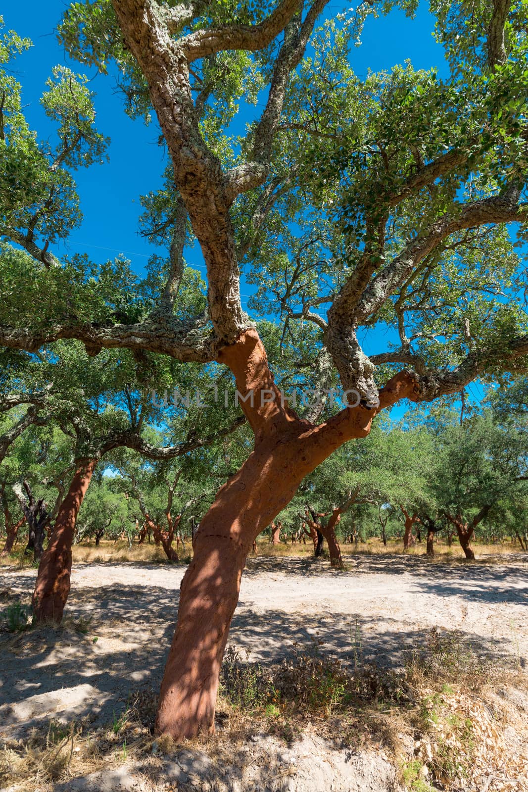 Peeled cork oaks tree by Discovod