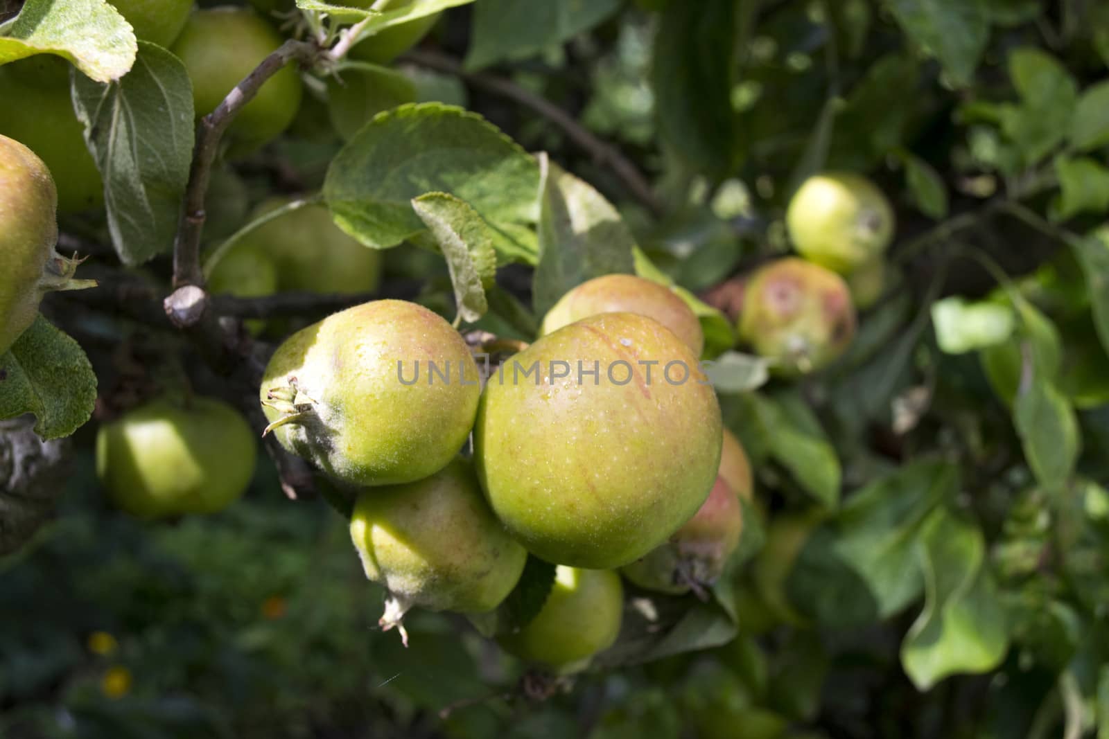 Unpicked apples hanging from a tree in summer